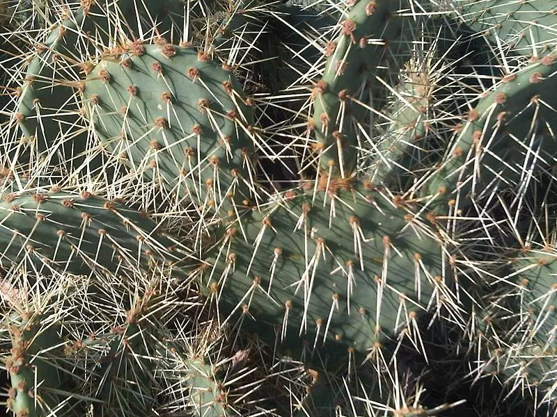 Eastern Prickly Pear (Opuntia Humifusa) — Ideal for xeriscaping and rock gardens; the Corrugated Prickly Pear, image 96
