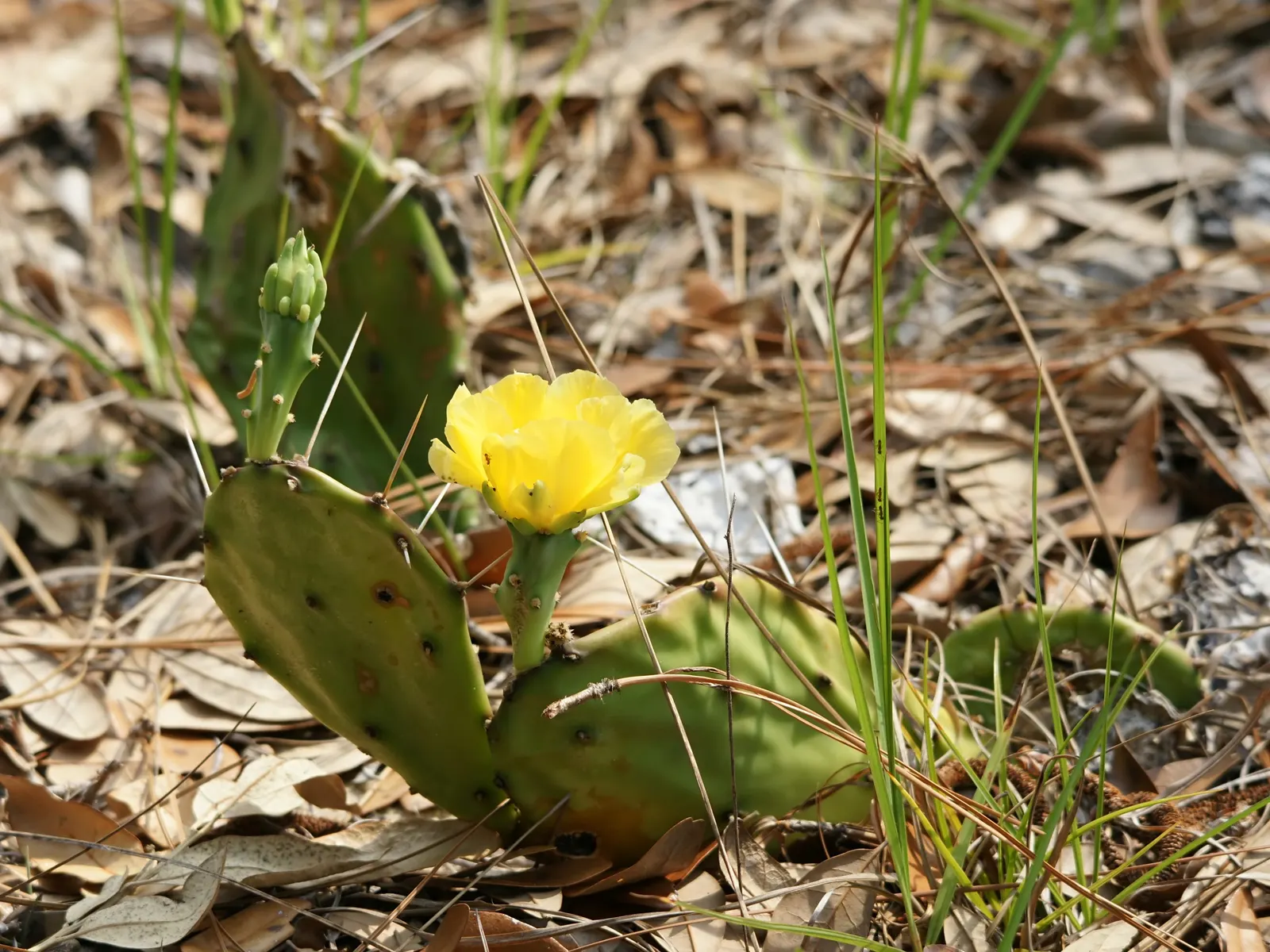 Eastern Prickly Pear (Opuntia Humifusa) — Its distinctive paddle-shaped segments are covered with corrugated; it's a low-maintenance choice for, image 47