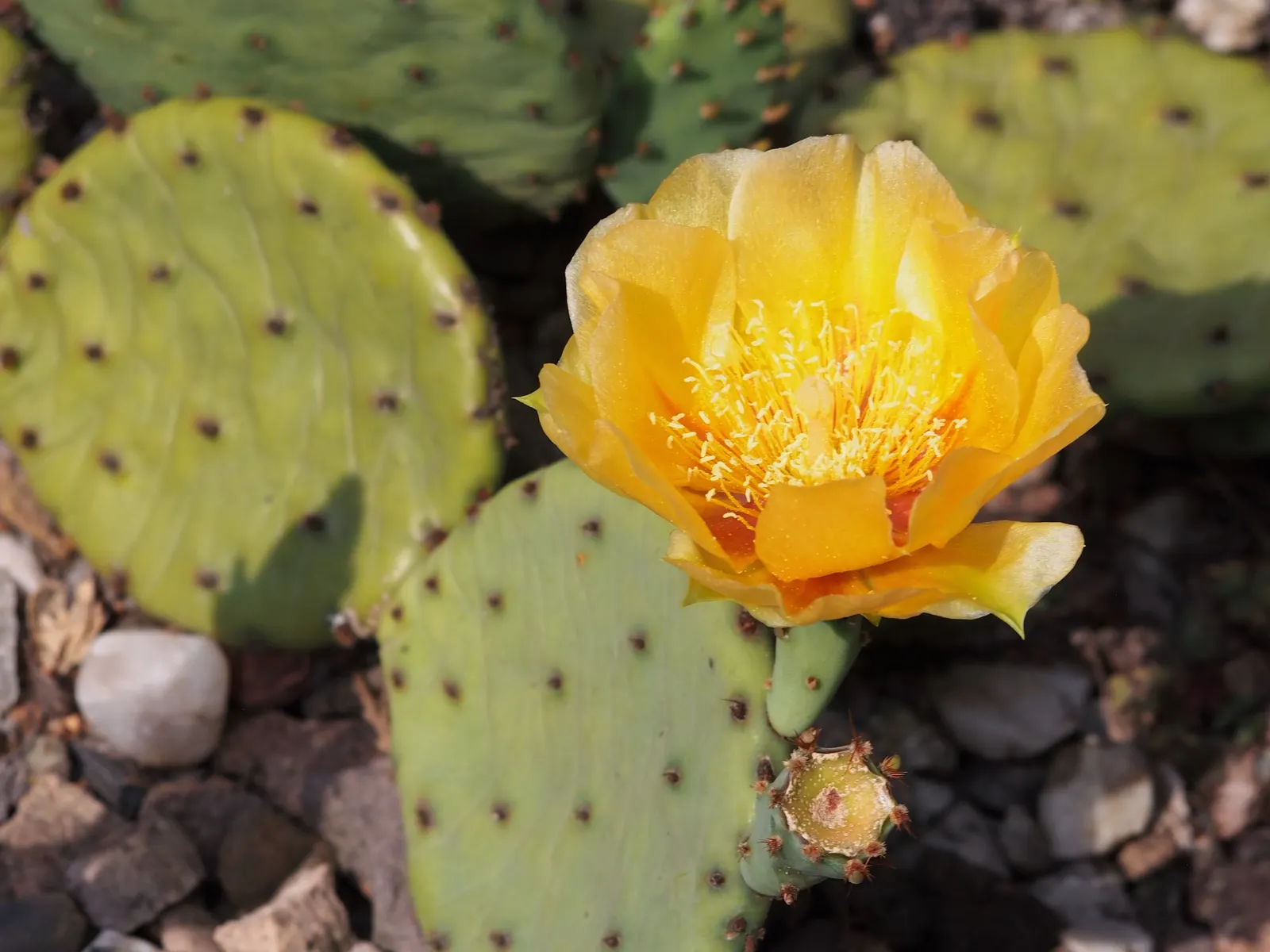 Eastern Prickly Pear (Opuntia Humifusa) — low-growing cactus native to North America