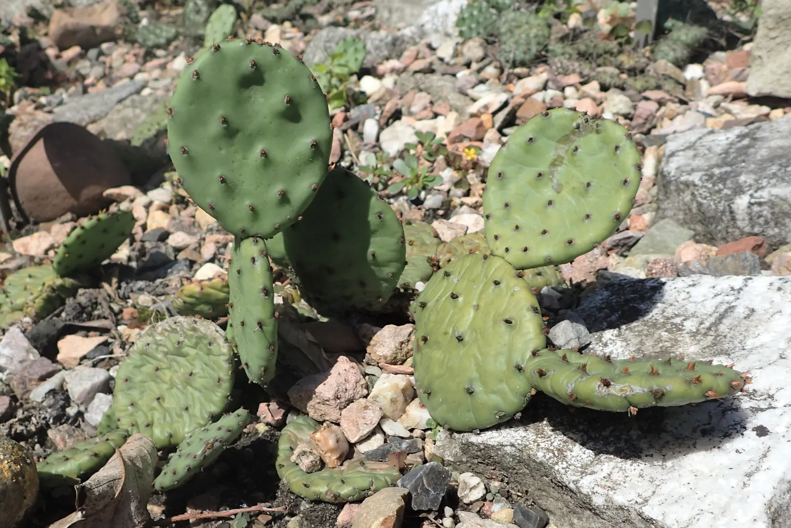 Eastern Prickly Pear (Opuntia Humifusa) — producing showy yellow flowers with red centers; and are adorned with tufts of 1 to 2 inch long, image 59