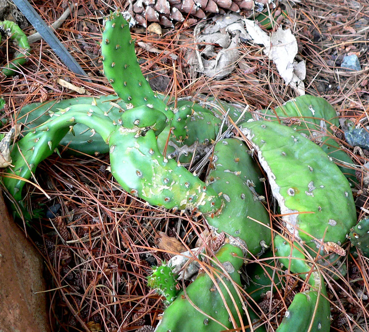 Eastern Prickly Pear (Opuntia Humifusa) — The Corrugated Prickly Pear; each averaging 2 to 3 inches in diameter, image 75