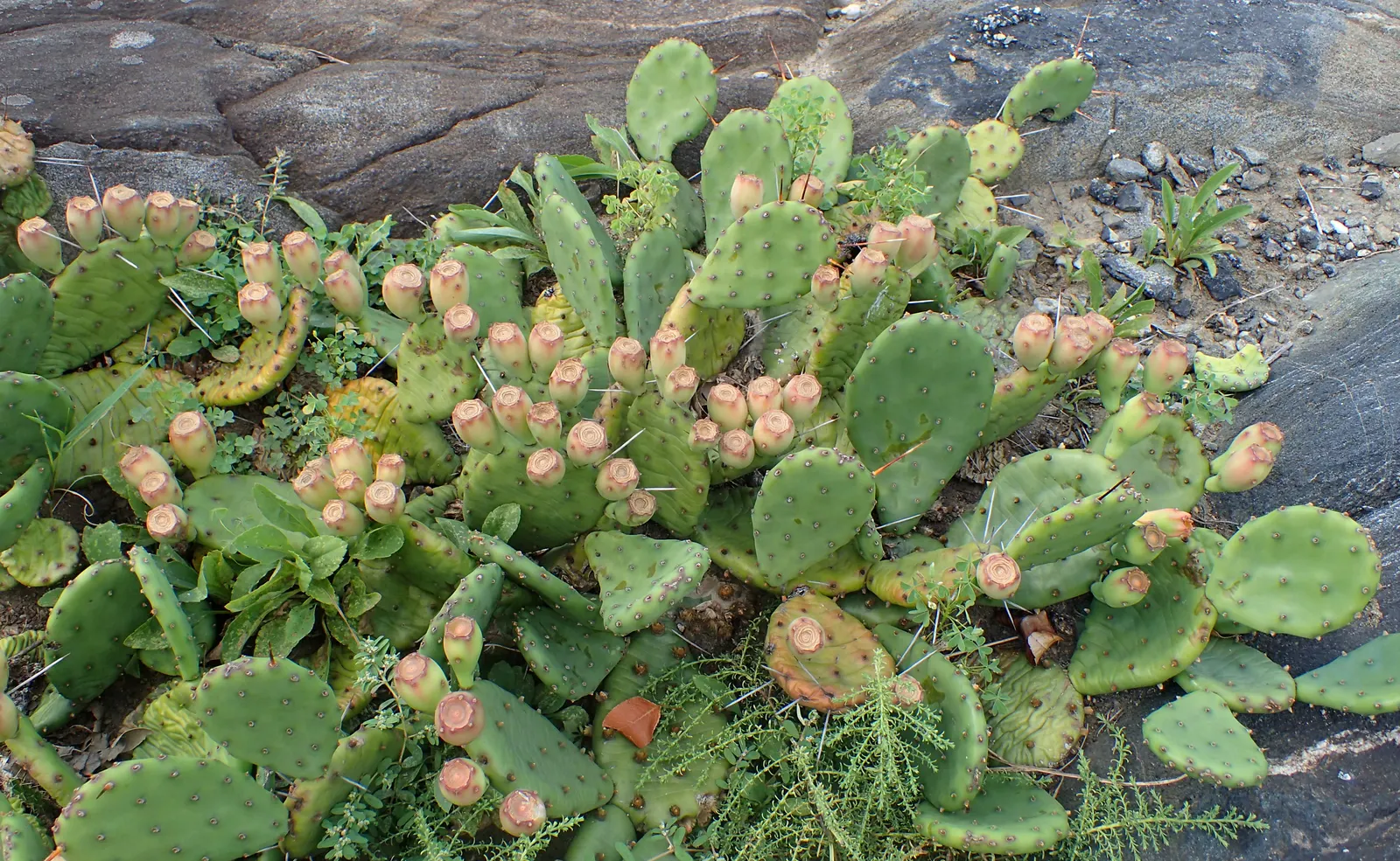 Eastern Prickly Pear (Opuntia Humifusa) — blue-green pads are covered with a pattern of raised bumps; cactus / succulent for full or half