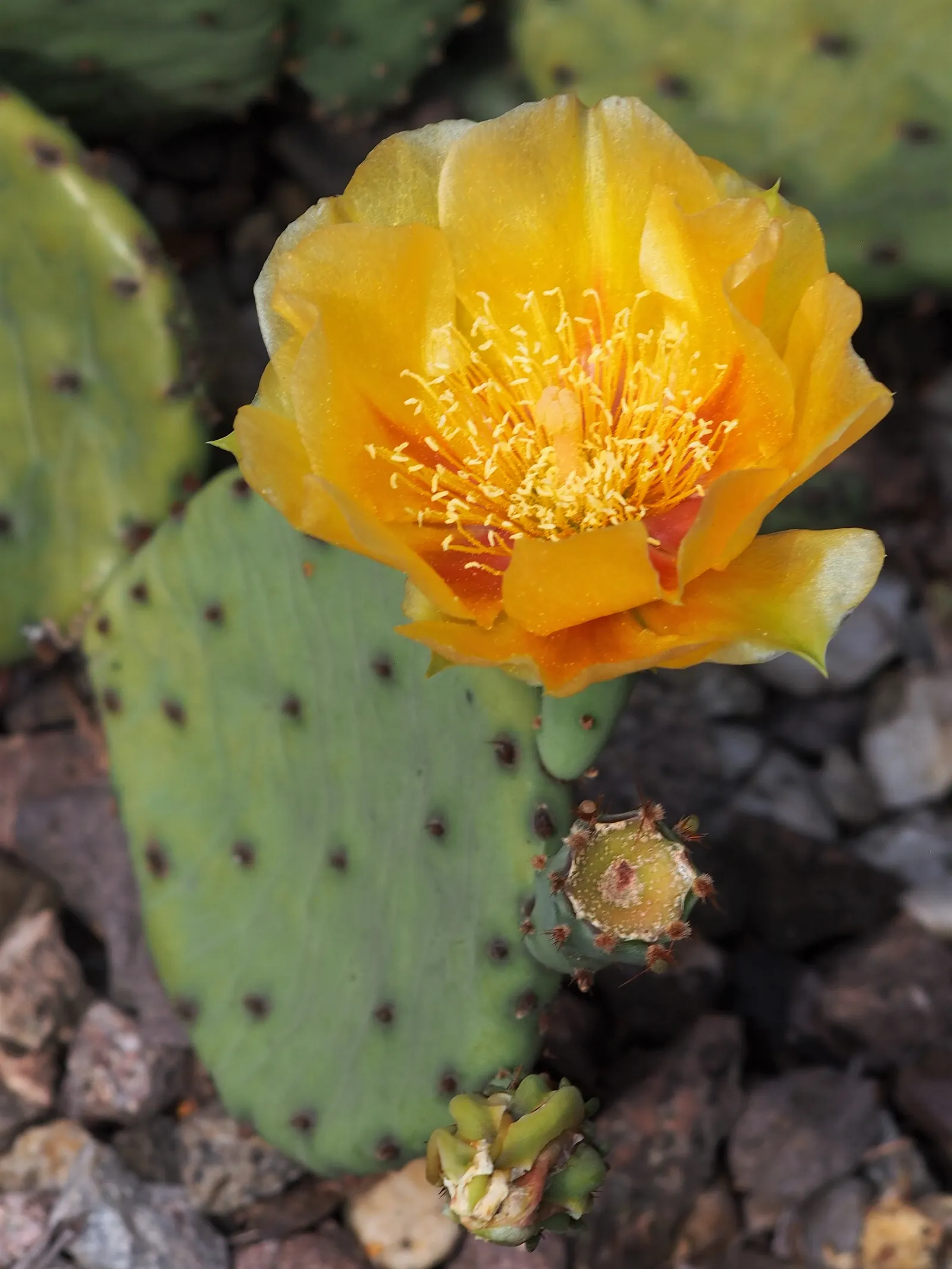 Eastern Prickly Pear (Opuntia Humifusa) — is a resilient species of cactus native to many parts of the eastern United States