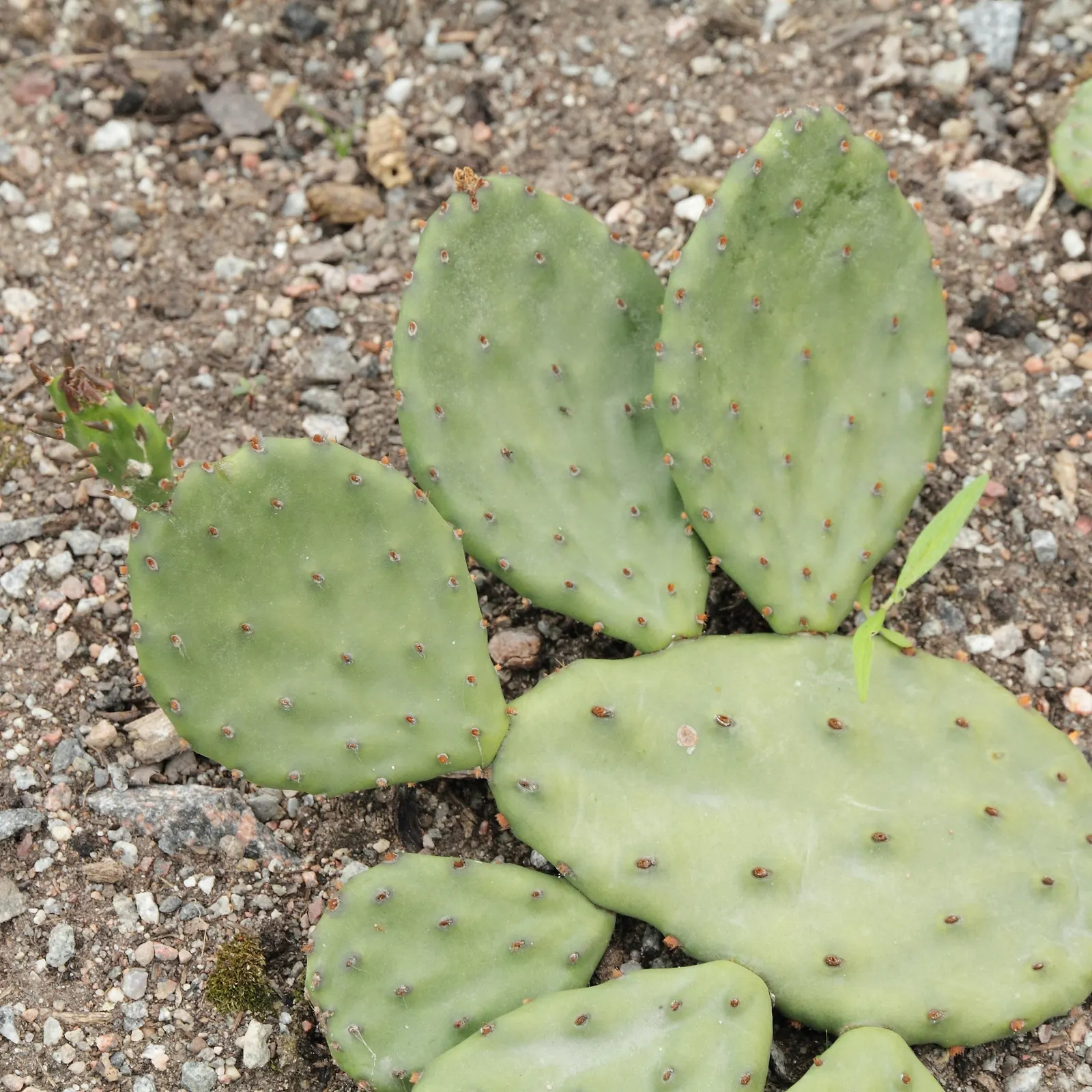 Eastern Prickly Pear (Opuntia Humifusa) — commonly known as the Corrugated Prickly Pear; protective spines and bear vibrant yellow blooms in late, image 89
