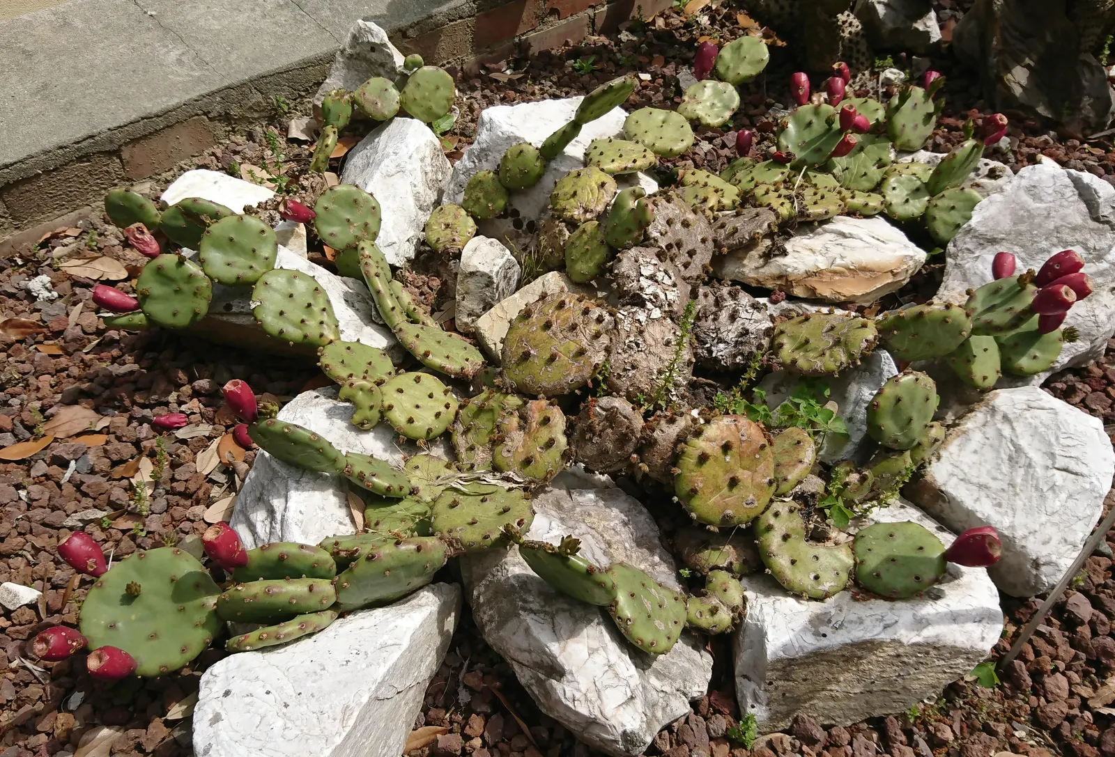 Eastern Prickly Pear (Opuntia Humifusa) — producing showy yellow flowers with red centers; and are adorned with tufts of 1 to 2 inch long, image 81