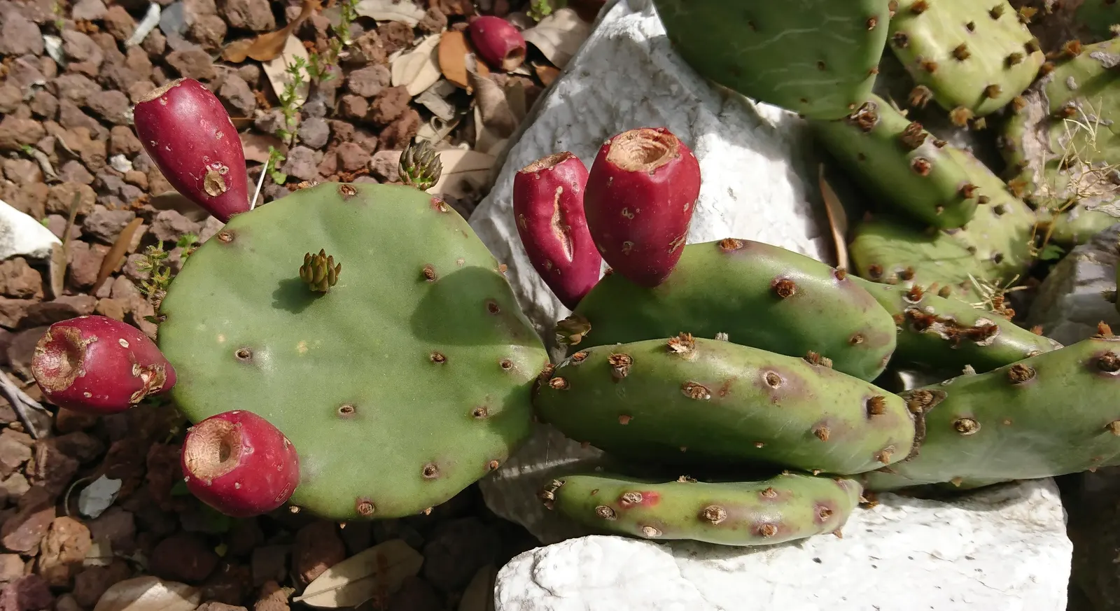 Eastern Prickly Pear (Opuntia Humifusa) — followed by edible red fruit; scientifically named Opuntia humifusa, image 71