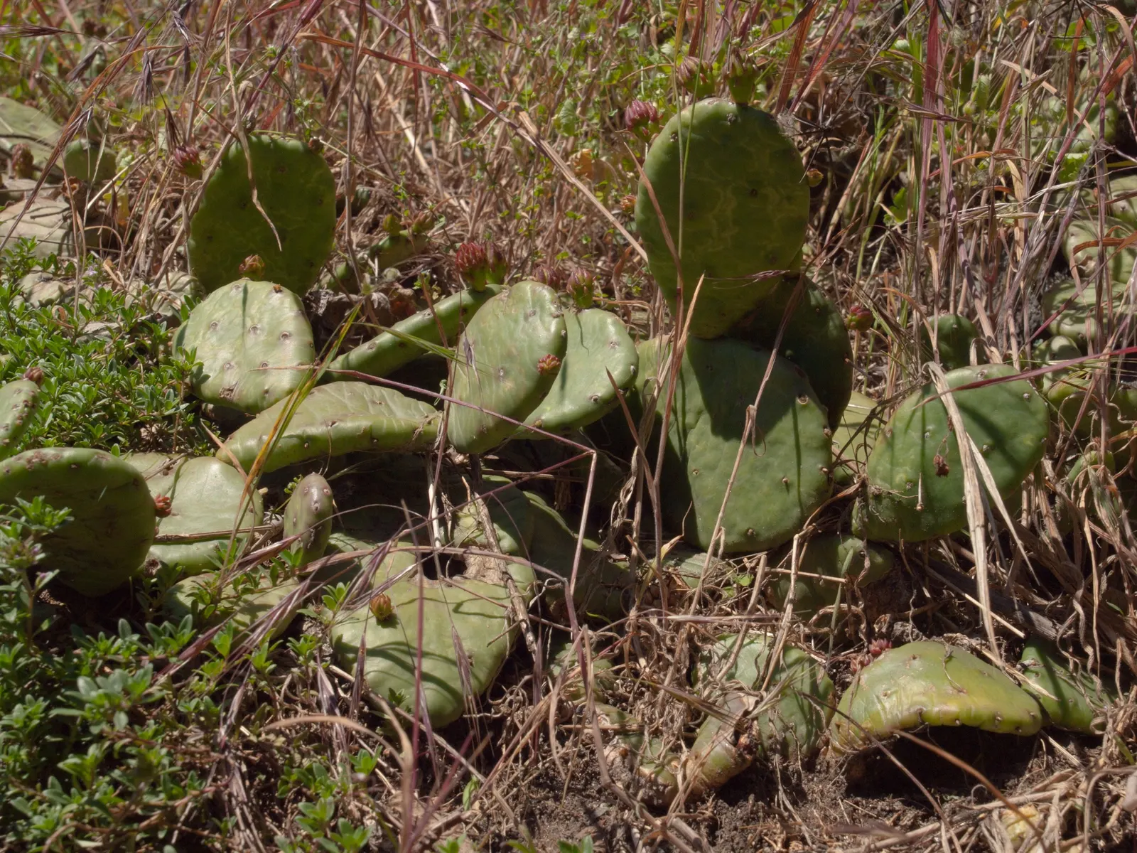 Eastern Prickly Pear (Opuntia Humifusa) — scientifically named Opuntia humifusa; commonly known as the Corrugated Prickly Pear, image 76