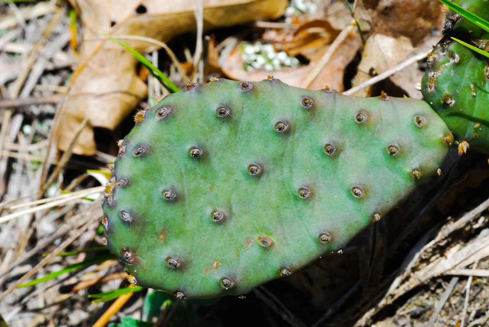 Eastern Prickly Pear (Opuntia Humifusa) — and are adorned with tufts of 1 to 2 inch long