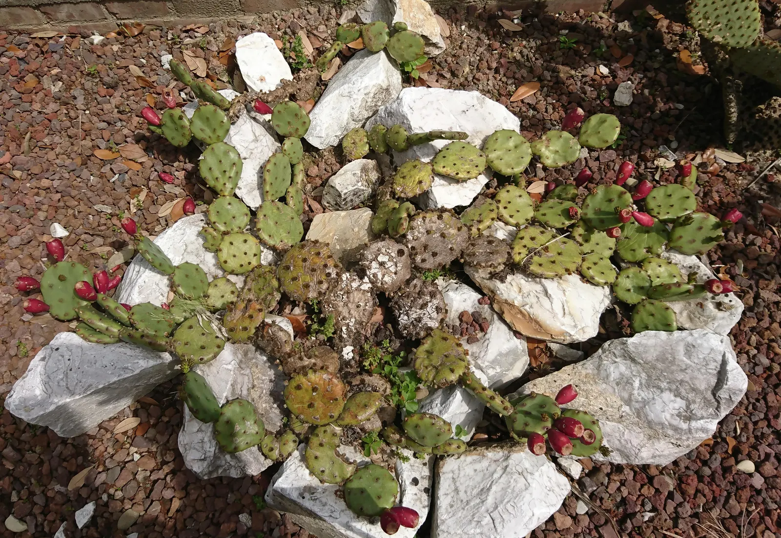 Eastern Prickly Pear (Opuntia Humifusa) — commonly known as the Corrugated Prickly Pear; protective spines and bear vibrant yellow blooms in late, image 67