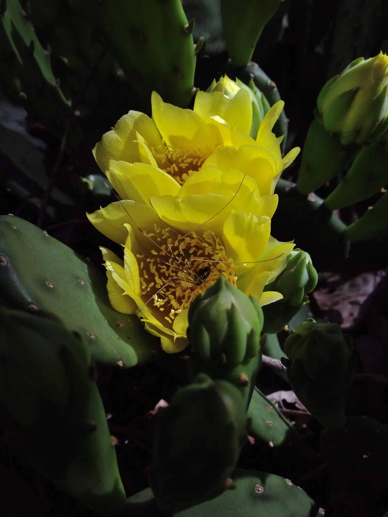 Eastern Prickly Pear (Opuntia Humifusa) — followed by edible red fruit