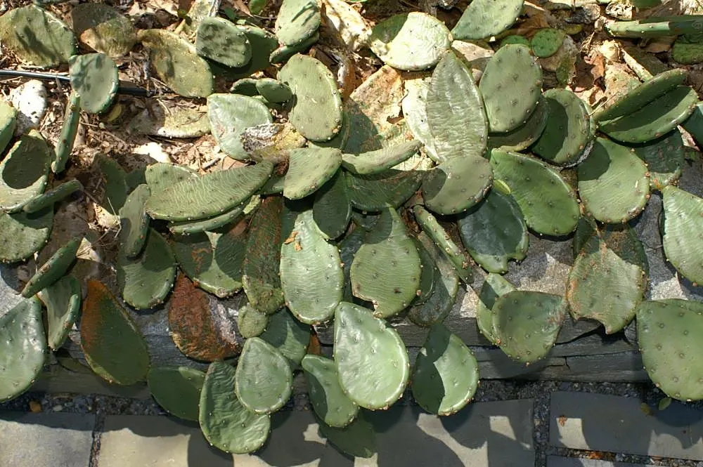 Eastern Prickly Pear (Opuntia Humifusa) — This drought-tolerant plant prefers full sun and well-drained soil; plant the Corrugated Prickly Pear in well-drained