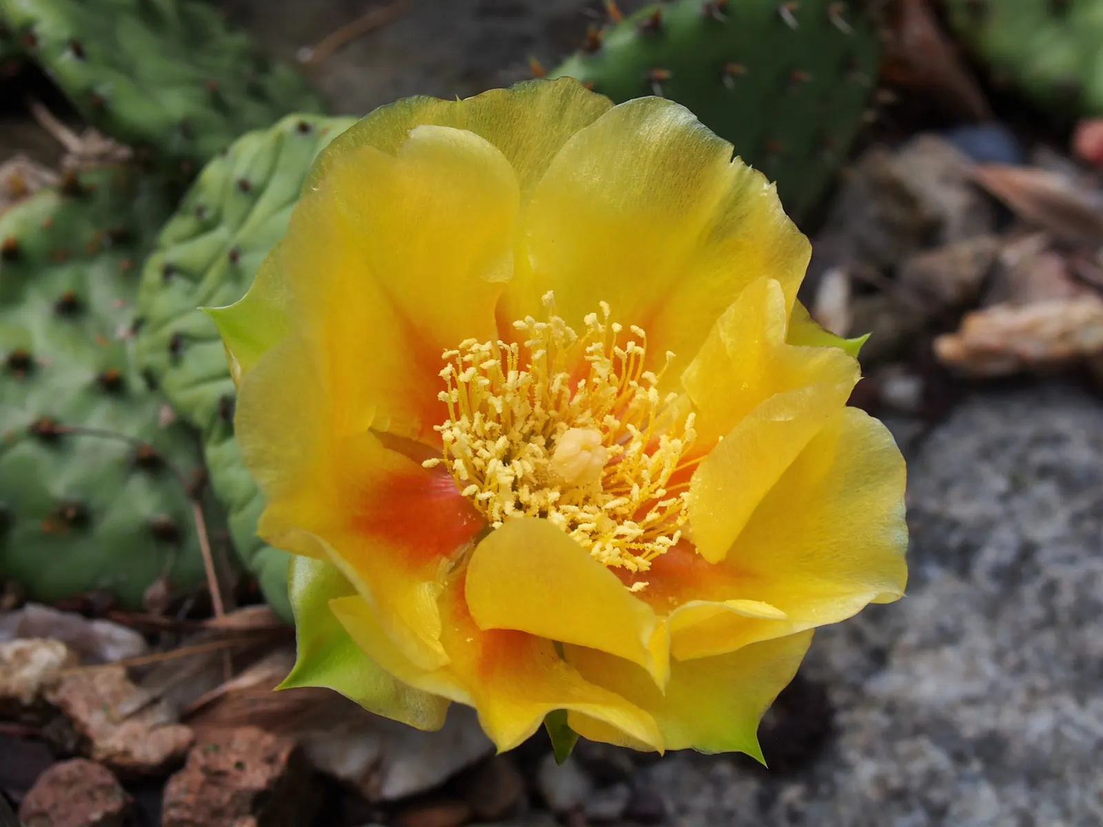 Eastern Prickly Pear (Opuntia Humifusa) — reaching up to 18 inches in height and spreading up to 30 inches; low-growing cactus native to North, image 51