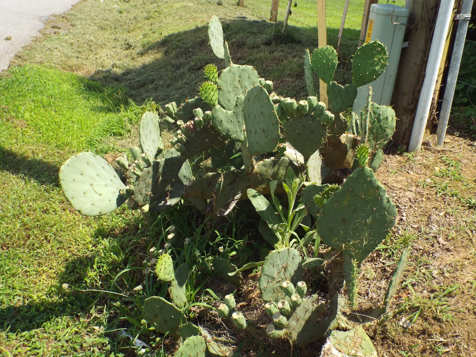 Eastern Prickly Pear (Opuntia Humifusa) — scientifically named Opuntia humifusa; commonly known as the Corrugated Prickly Pear, image 54