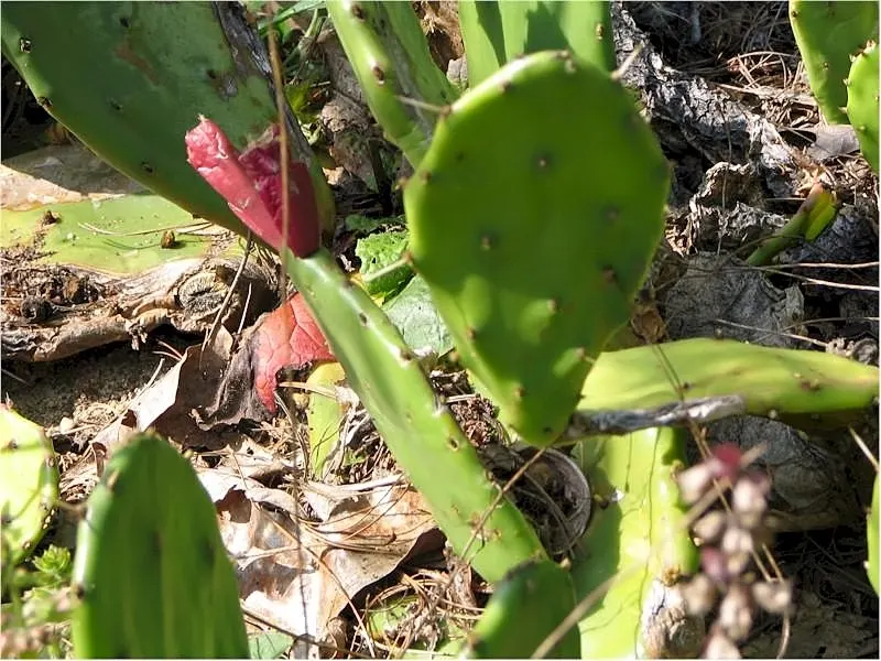 Eastern Prickly Pear (Opuntia Humifusa) — scientifically named Opuntia humifusa