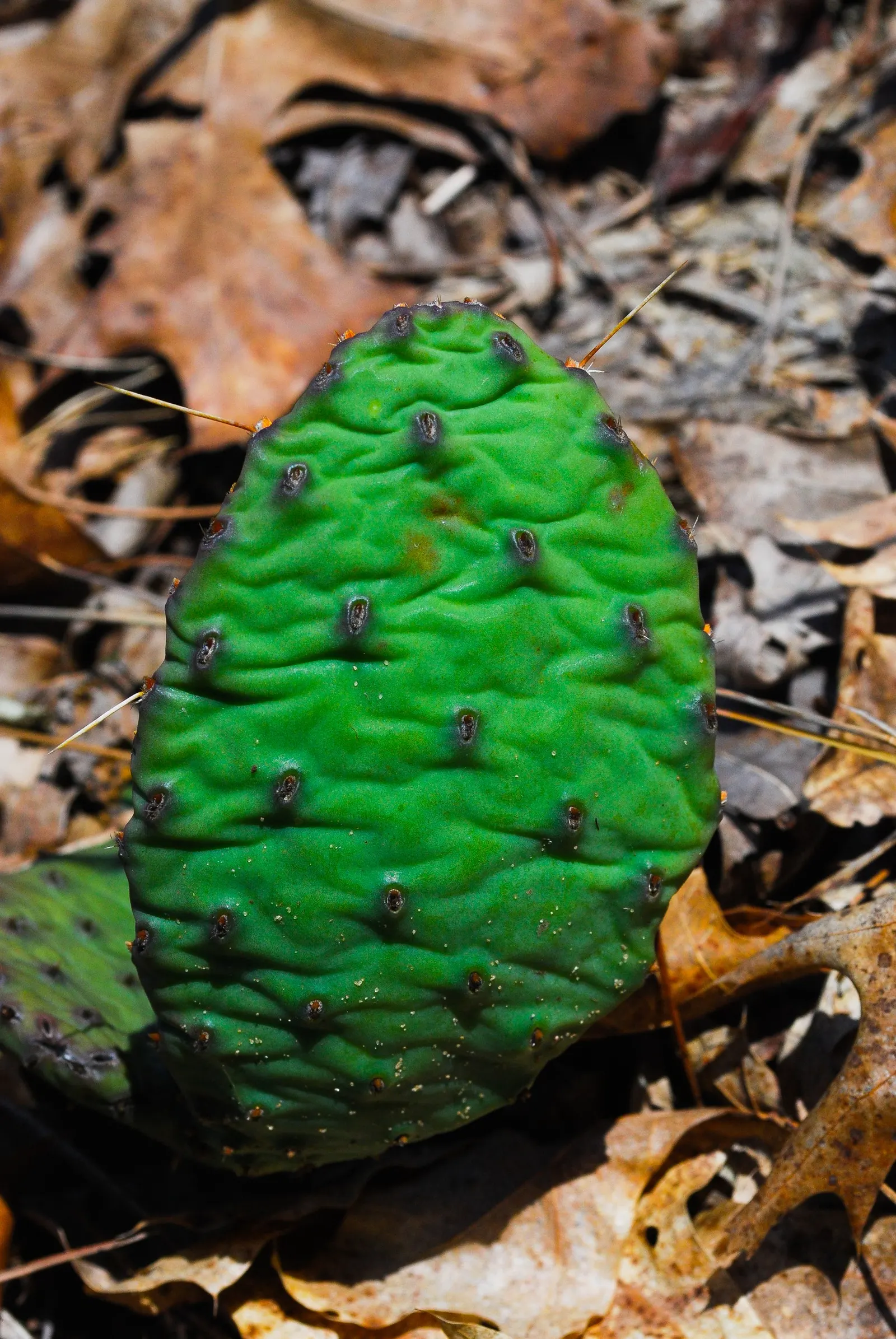 Eastern Prickly Pear (Opuntia Humifusa) — low-growing cactus native to North America; is a resilient species of cactus native to many parts of the eastern