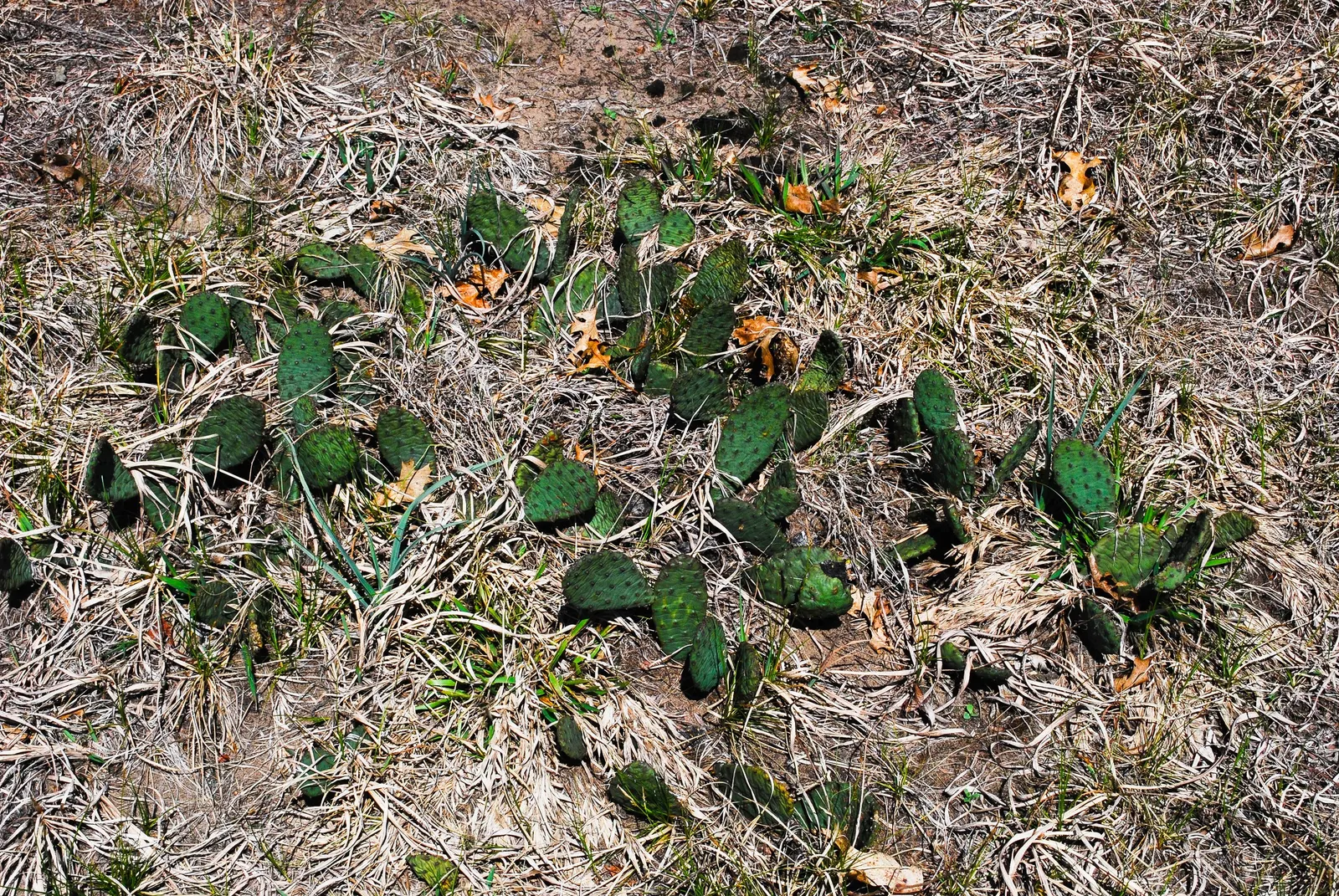 Eastern Prickly Pear (Opuntia Humifusa) — is a resilient species of cactus native to many parts of the eastern United States; ideal for xeriscaping and rock