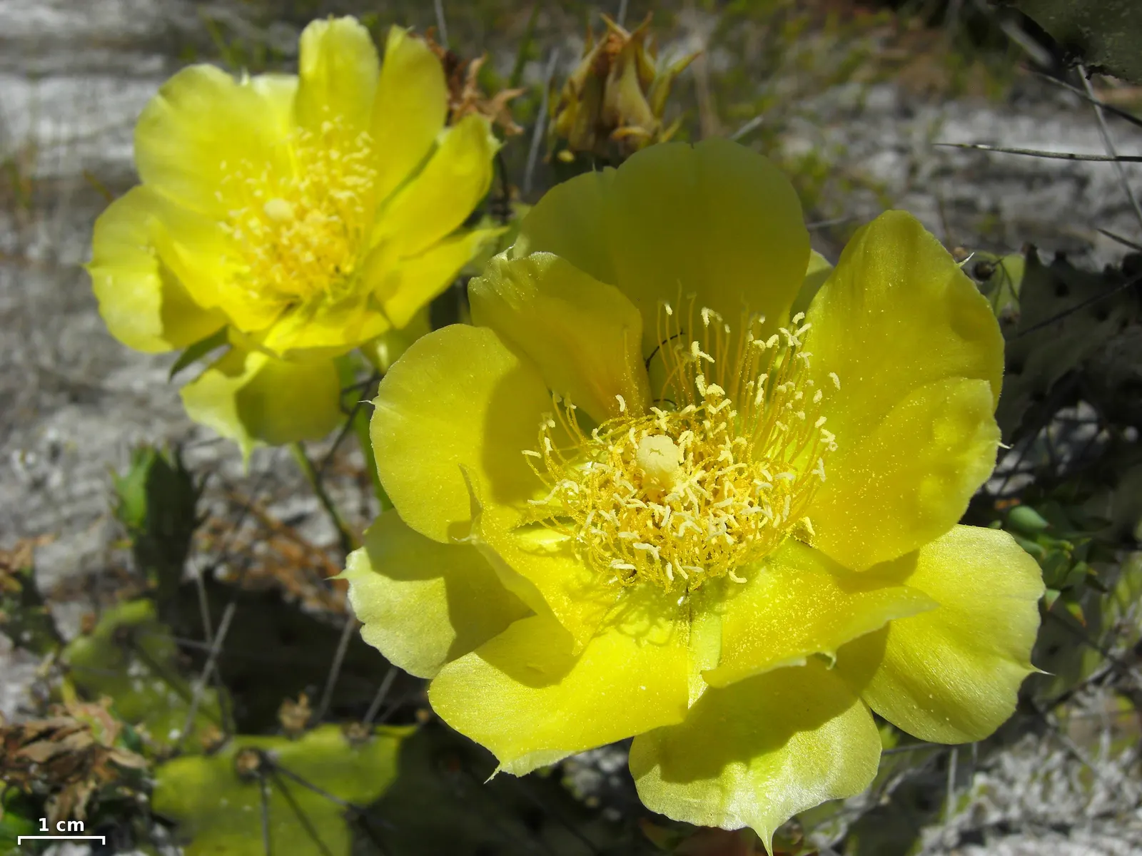Eastern Prickly Pear (Opuntia Humifusa) — each averaging 2 to 3 inches in diameter; cactus / succulent with yellow blooms, image 60