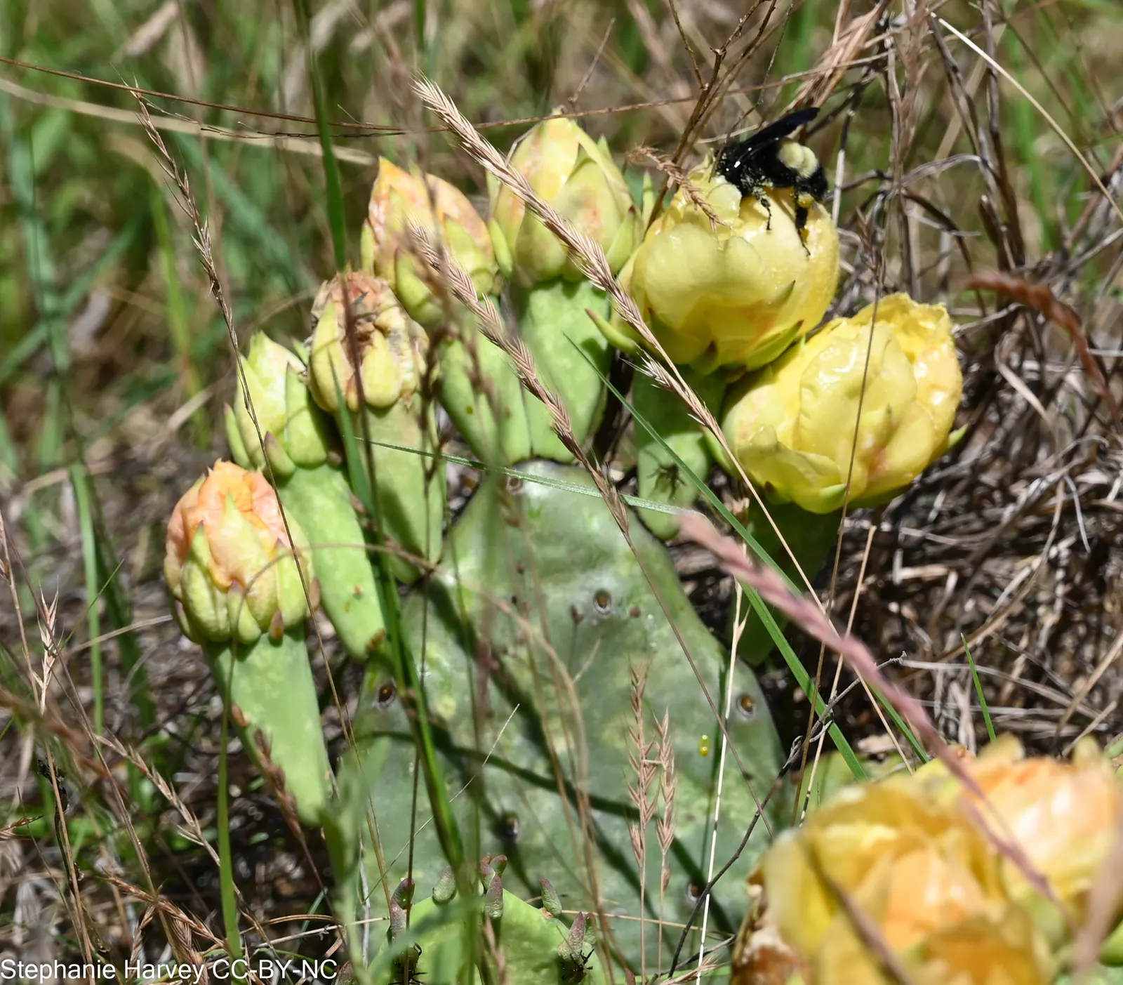 Eastern Prickly Pear (Opuntia Humifusa) — The Corrugated Prickly Pear; each averaging 2 to 3 inches in diameter, image 97