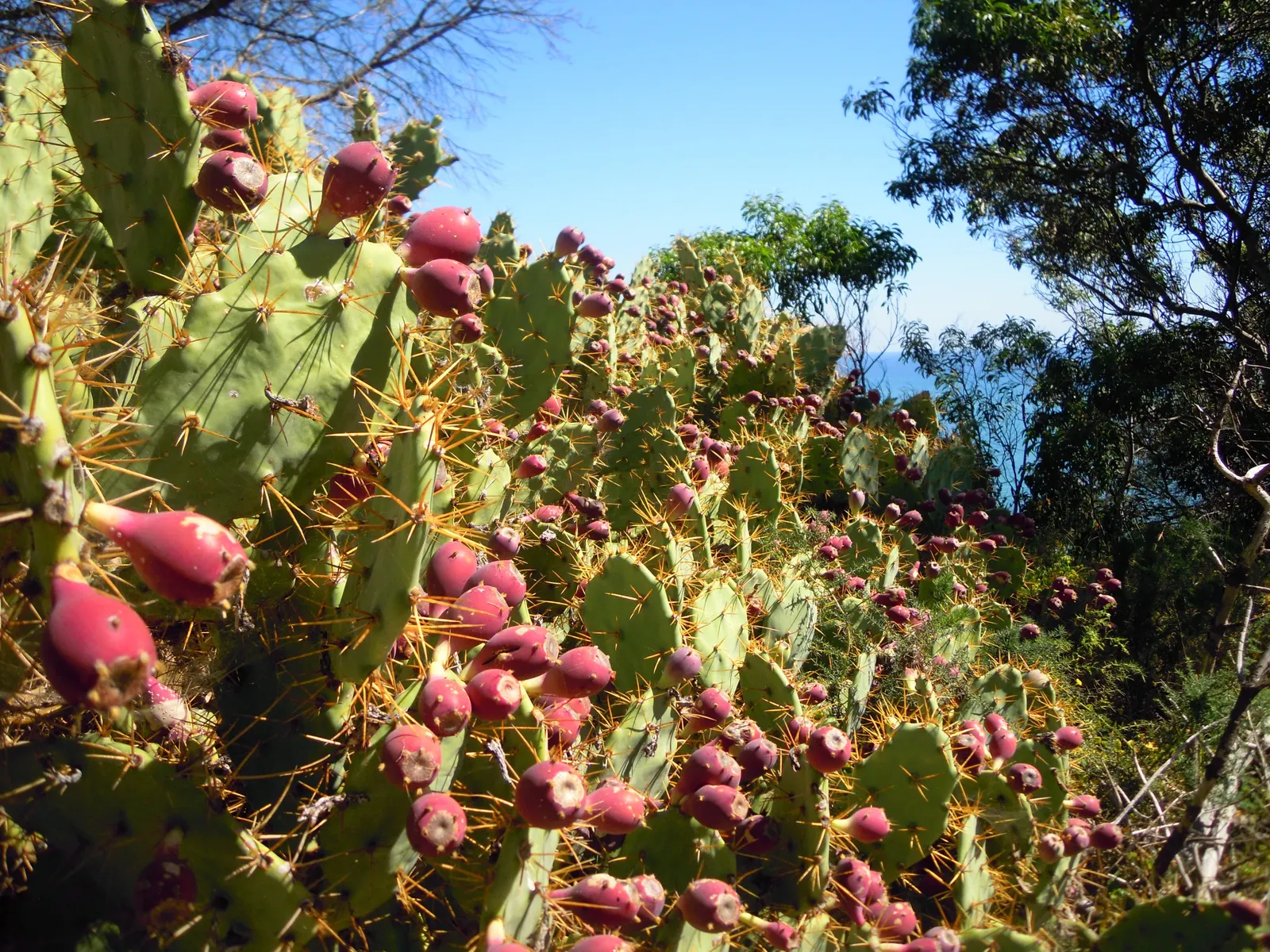 Eastern Prickly Pear (Opuntia Humifusa) — reaching up to 18 inches in height and spreading up to 30 inches