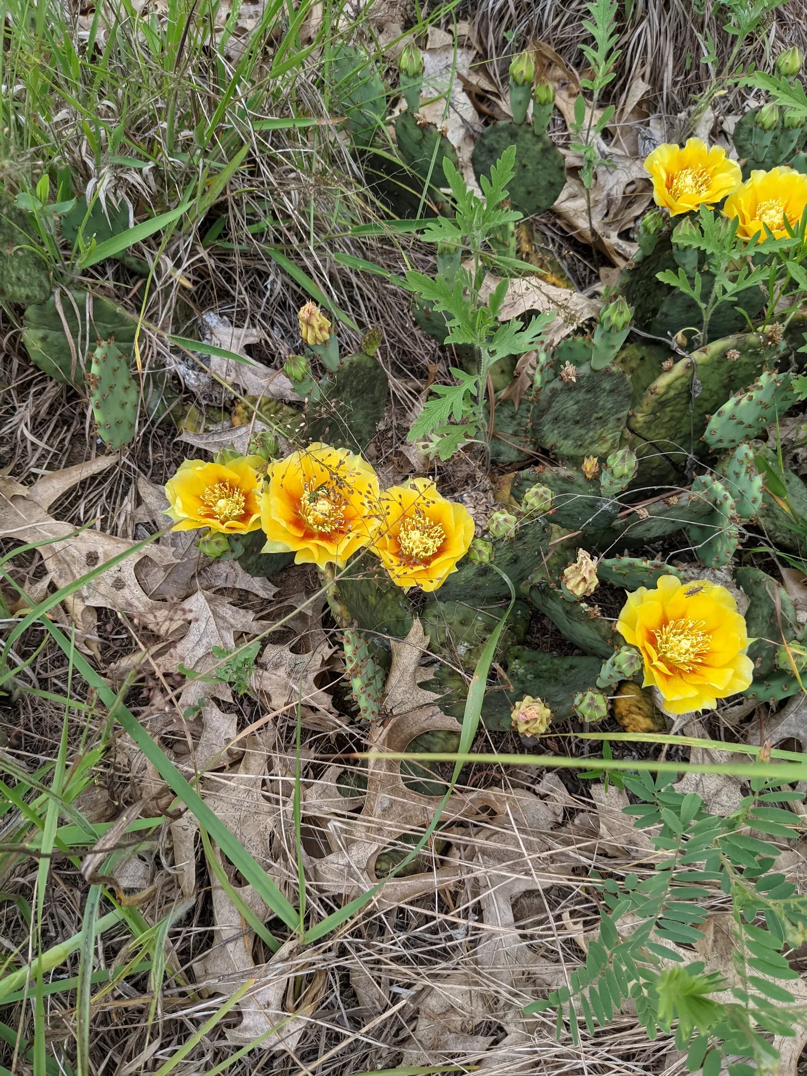 Eastern Prickly Pear (Opuntia Humifusa) — producing showy yellow flowers with red centers; and are adorned with tufts of 1 to 2 inch long