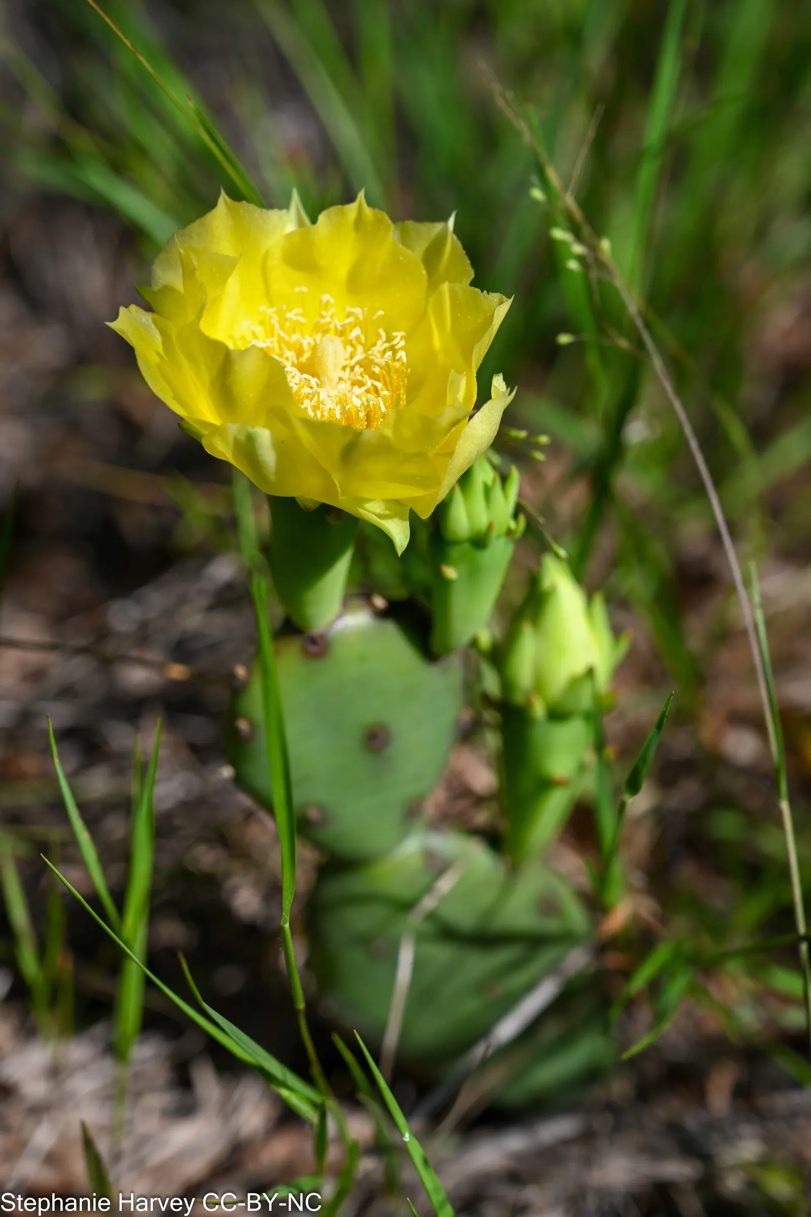 Eastern Prickly Pear (Opuntia Humifusa) — Ideal for xeriscaping and rock gardens; the Corrugated Prickly Pear, image 74