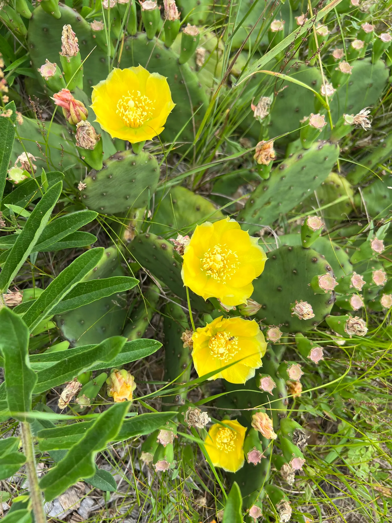 Eastern Prickly Pear (Opuntia Humifusa) — low-growing cactus native to North America; is a resilient species of cactus native to many parts of the, image 90