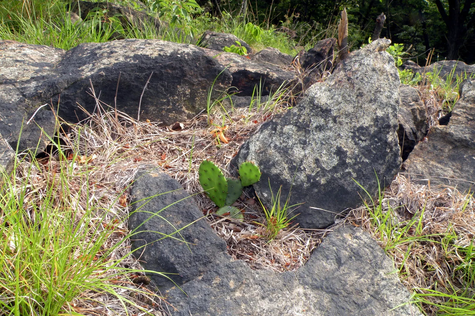 Eastern Prickly Pear (Opuntia Humifusa) — Thriving in USDA hardiness zones 4 through 9; producing showy yellow flowers with red centers