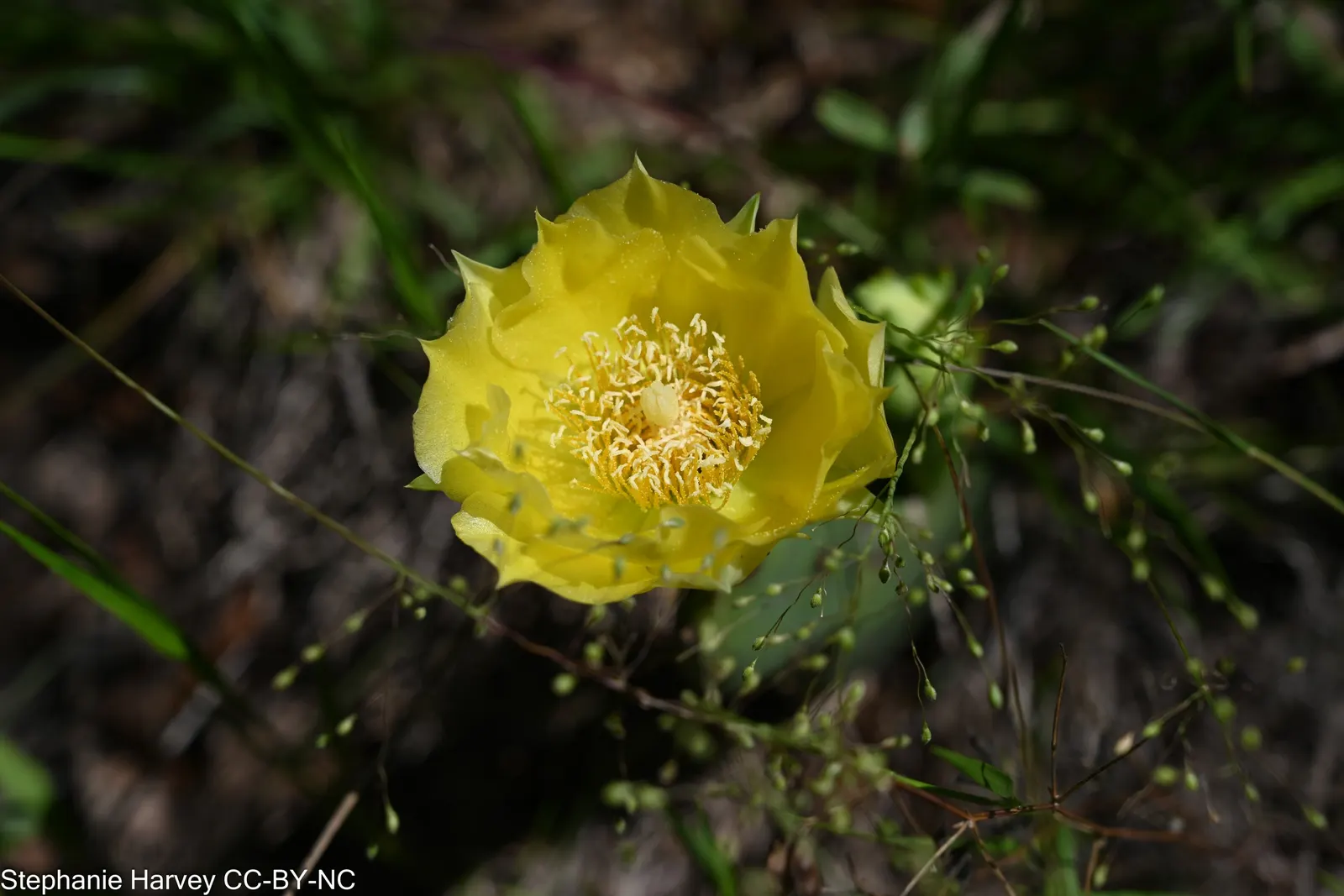 Eastern Prickly Pear (Opuntia Humifusa) — or as a ground cover in dry; yellow flowers in the garden, image 85