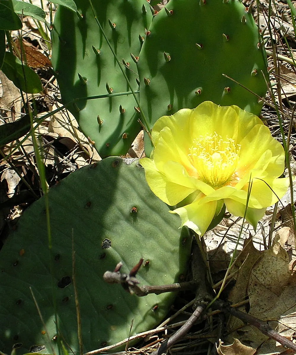 Eastern Prickly Pear (Opuntia Humifusa) — scientifically named Opuntia humifusa; commonly known as the Corrugated Prickly Pear