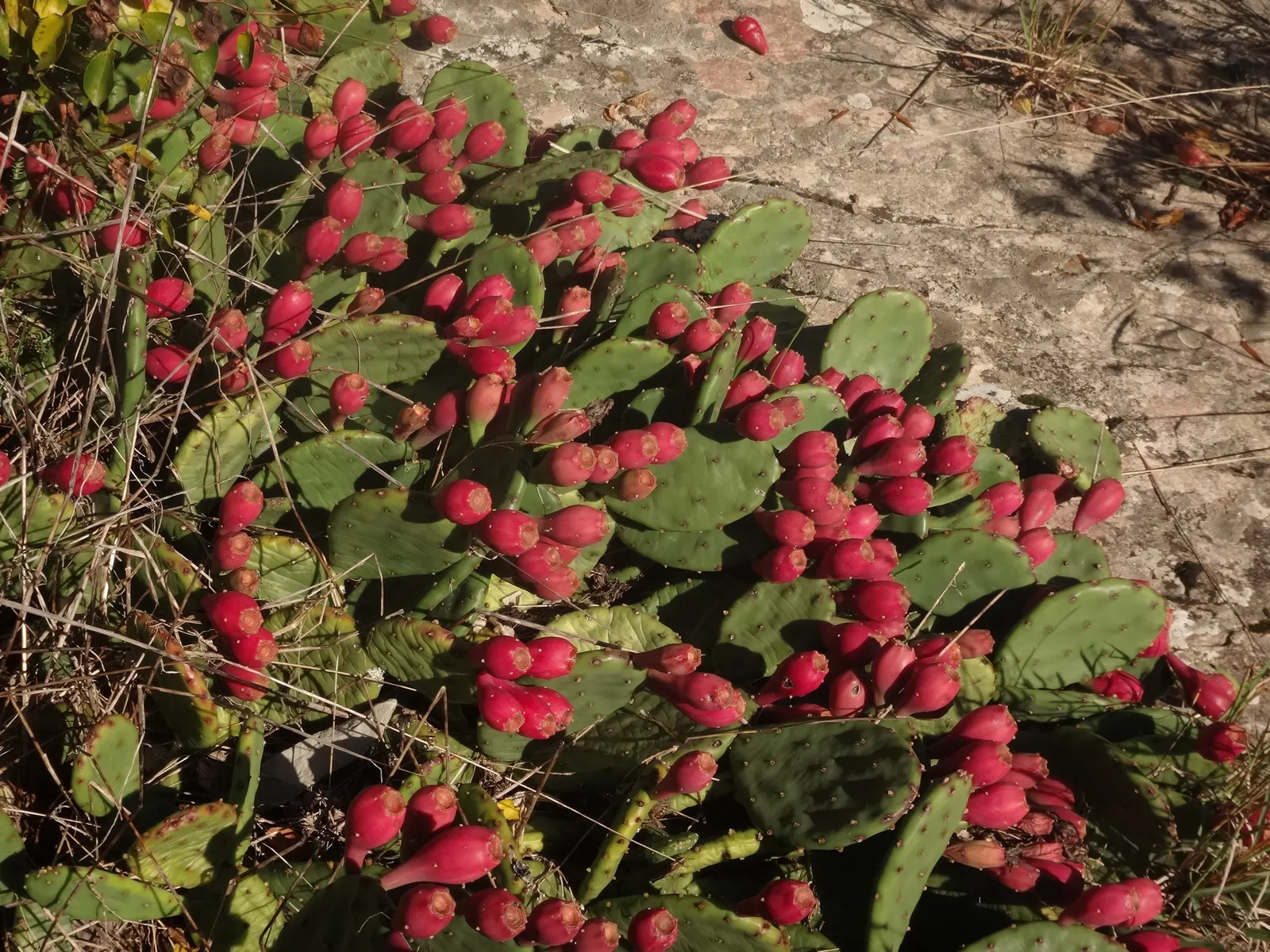 Eastern Prickly Pear (Opuntia Humifusa) — The Corrugated Prickly Pear