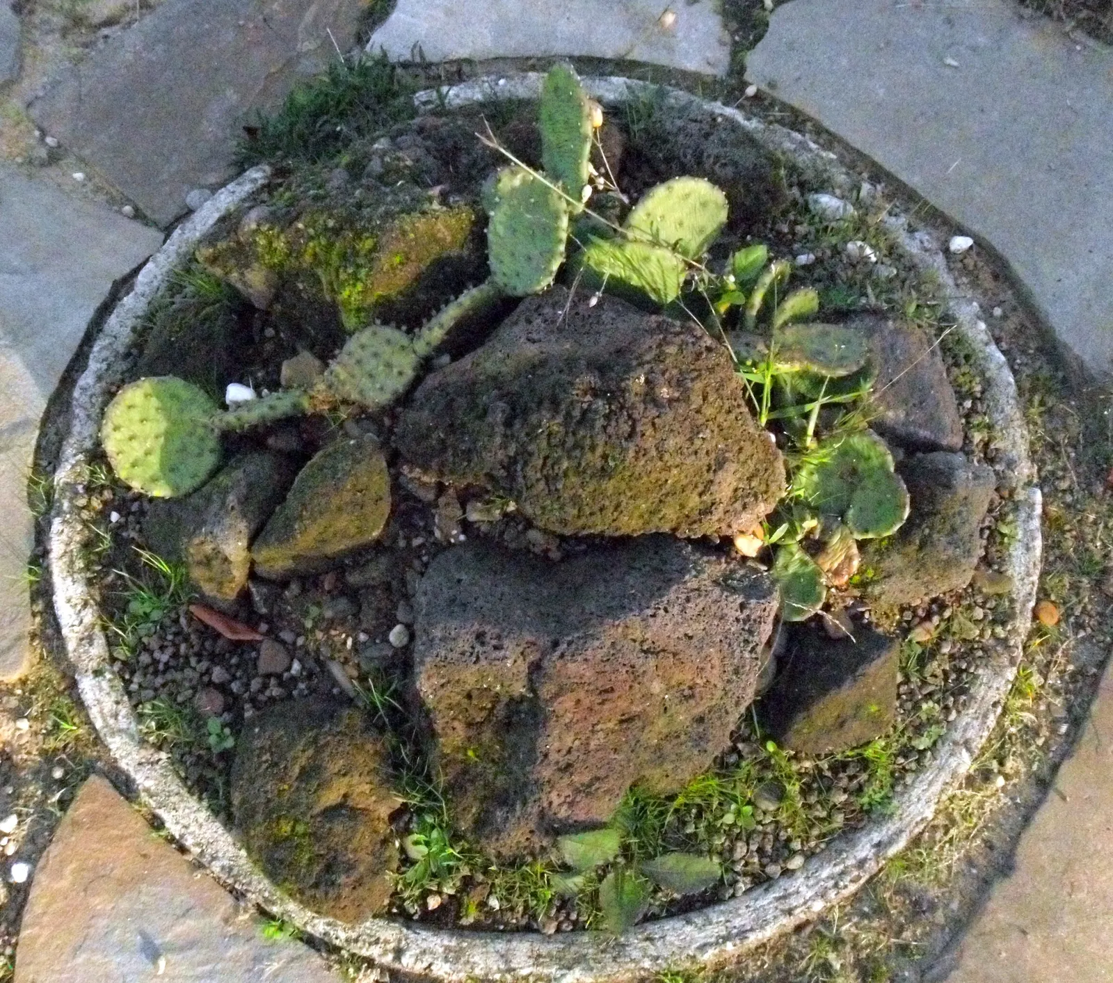 Eastern Prickly Pear (Opuntia Humifusa) — reaching up to 18 inches in height and spreading up to 30 inches; low-growing cactus native to North, image 73