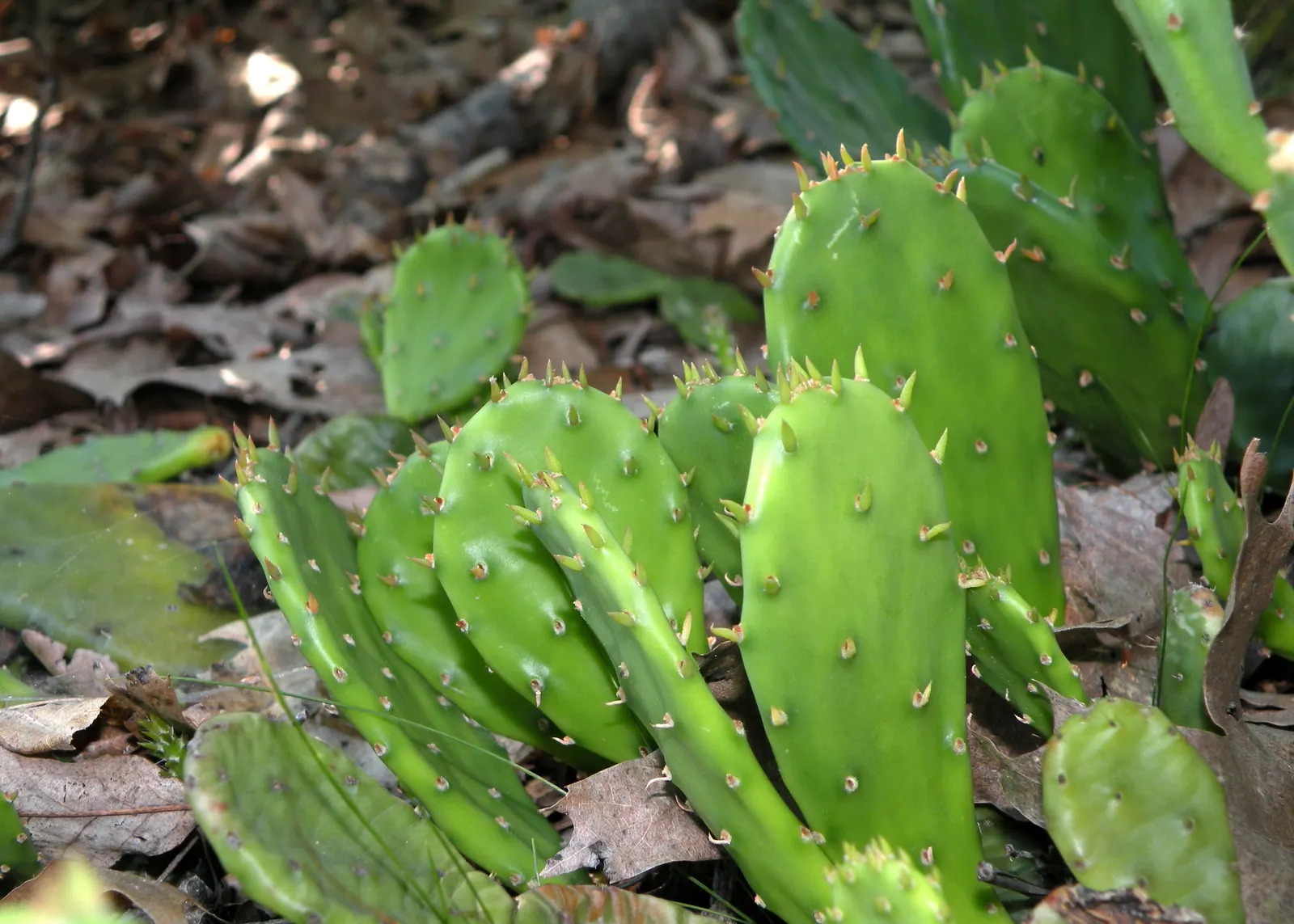 Eastern Prickly Pear (Opuntia Humifusa) — This drought-tolerant plant prefers full sun and well-drained soil; plant the Corrugated Prickly Pear in, image 94