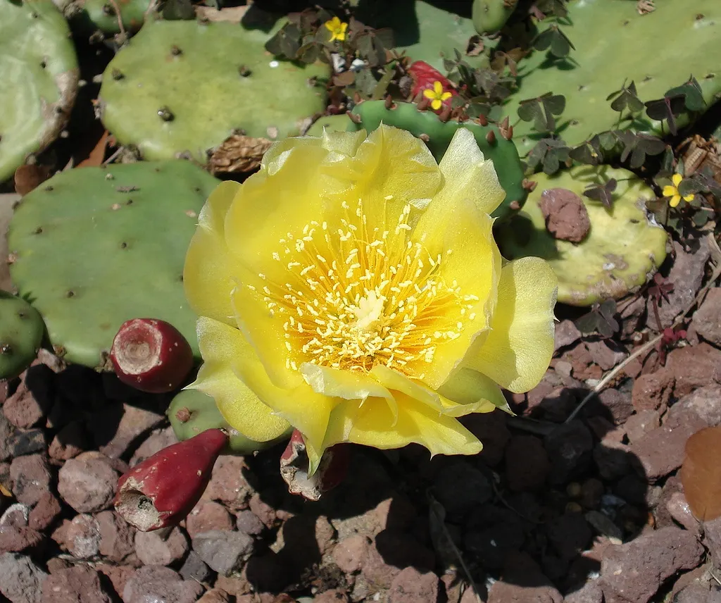 Eastern Prickly Pear (Opuntia Humifusa) — commonly known as the Corrugated Prickly Pear; protective spines and bear vibrant yellow blooms in late, image 45