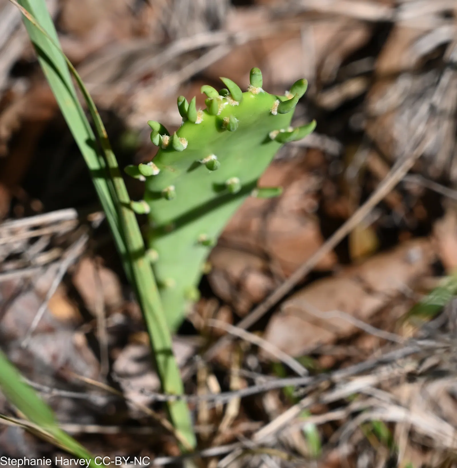 Eastern Prickly Pear (Opuntia Humifusa) — Its distinctive paddle-shaped segments are covered with corrugated; it's a low-maintenance choice for, image 91