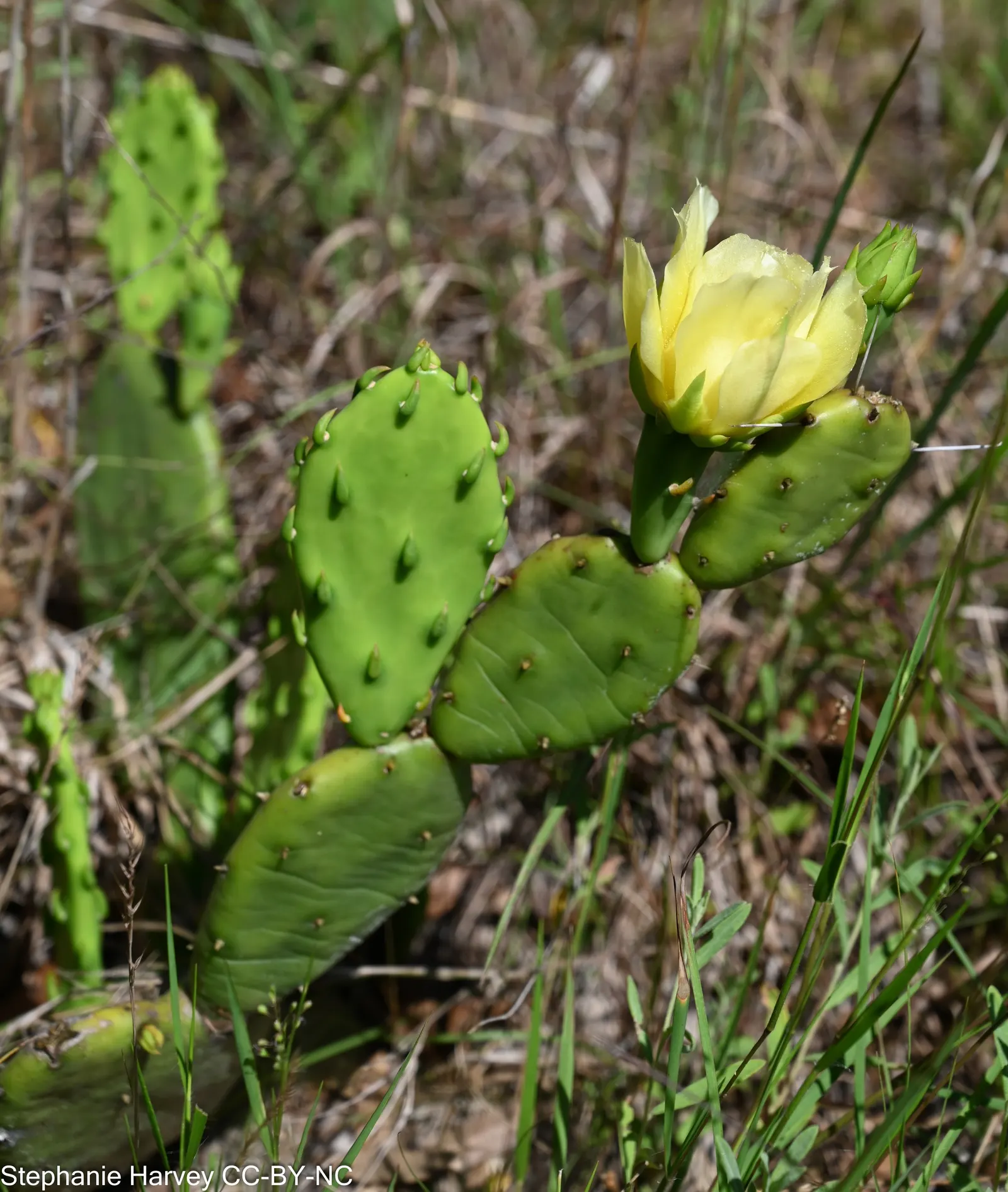 Eastern Prickly Pear (Opuntia Humifusa) — blue-green pads are covered with a pattern of raised bumps