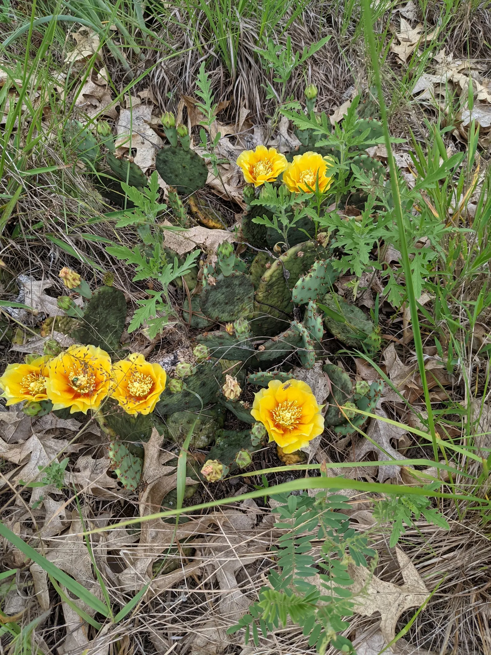 Eastern Prickly Pear (Opuntia Humifusa) — or as a ground cover in dry; yellow flowers in the garden