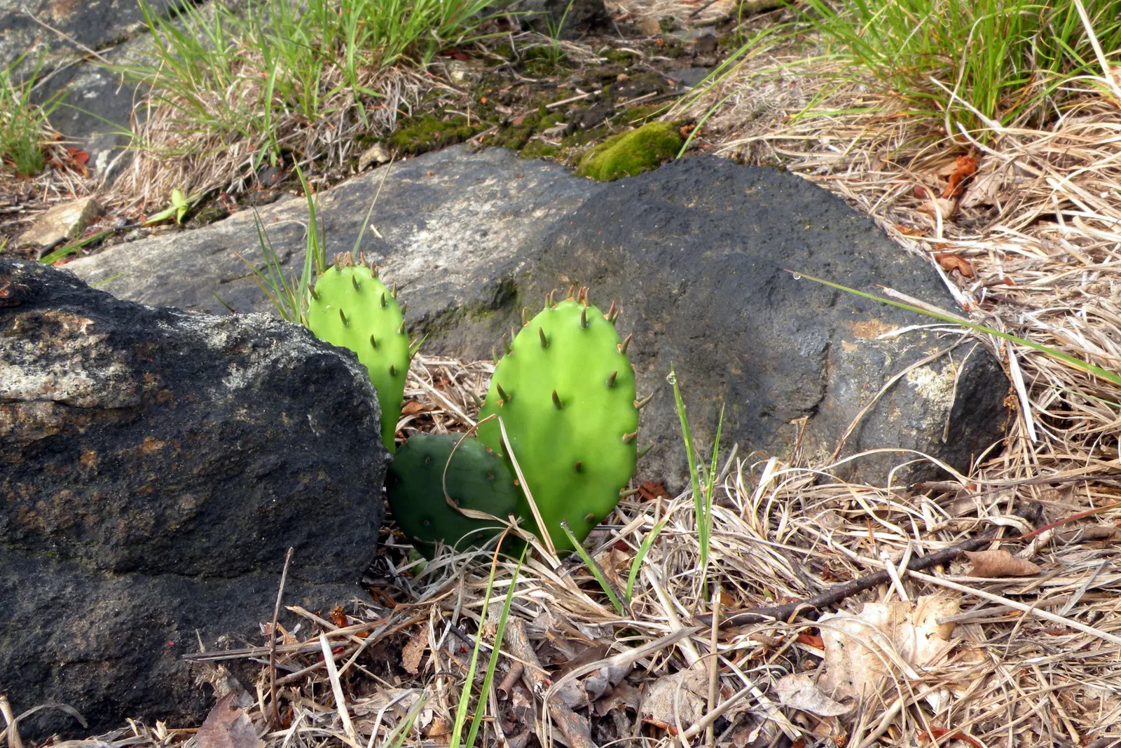 Eastern Prickly Pear (Opuntia Humifusa) — and are adorned with tufts of 1 to 2 inch long; reaching up to 18 inches in height and spreading up to 30 inches
