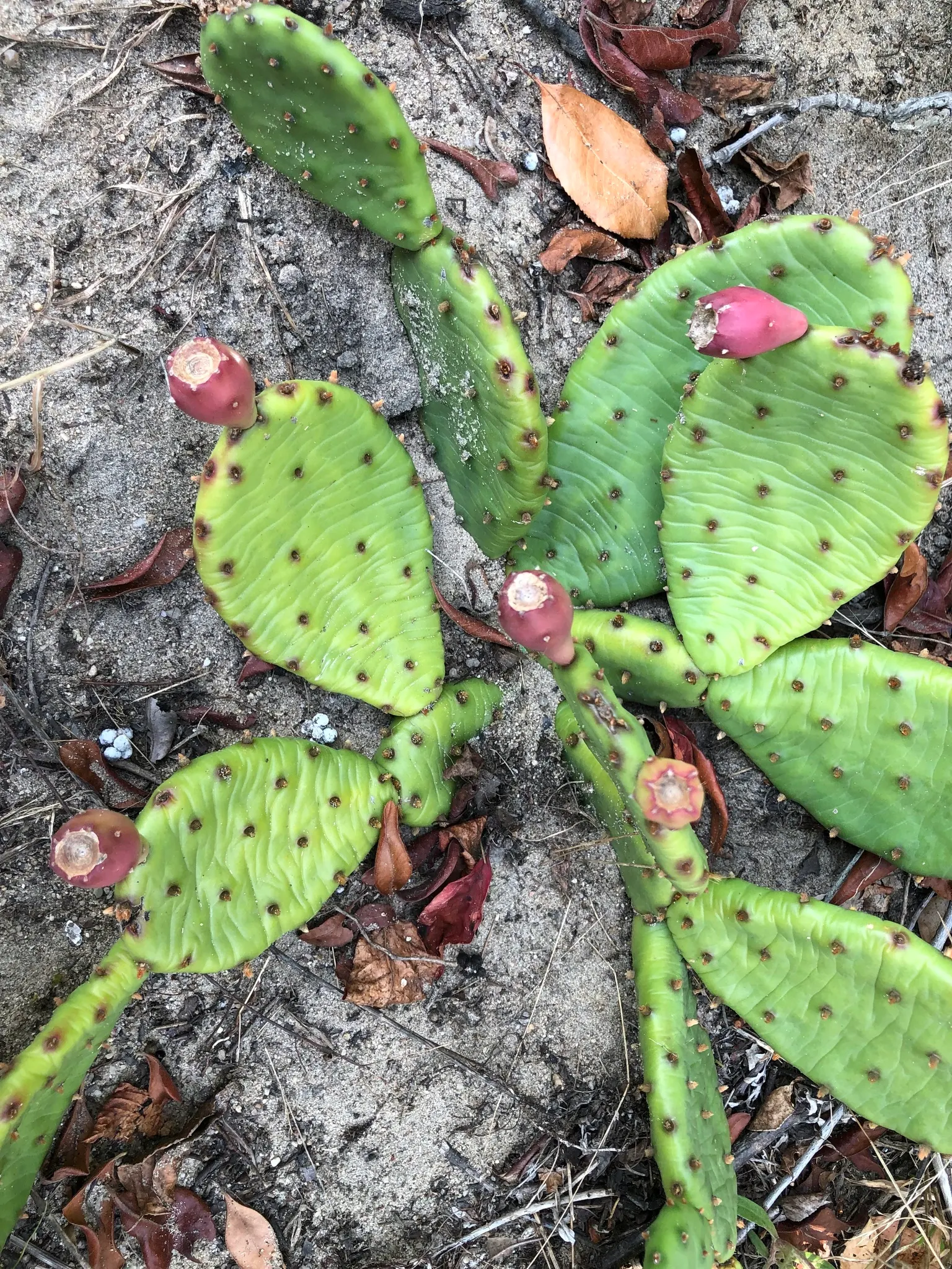 Eastern Prickly Pear (Opuntia Humifusa) — each averaging 2 to 3 inches in diameter; cactus / succulent with yellow blooms, image 82