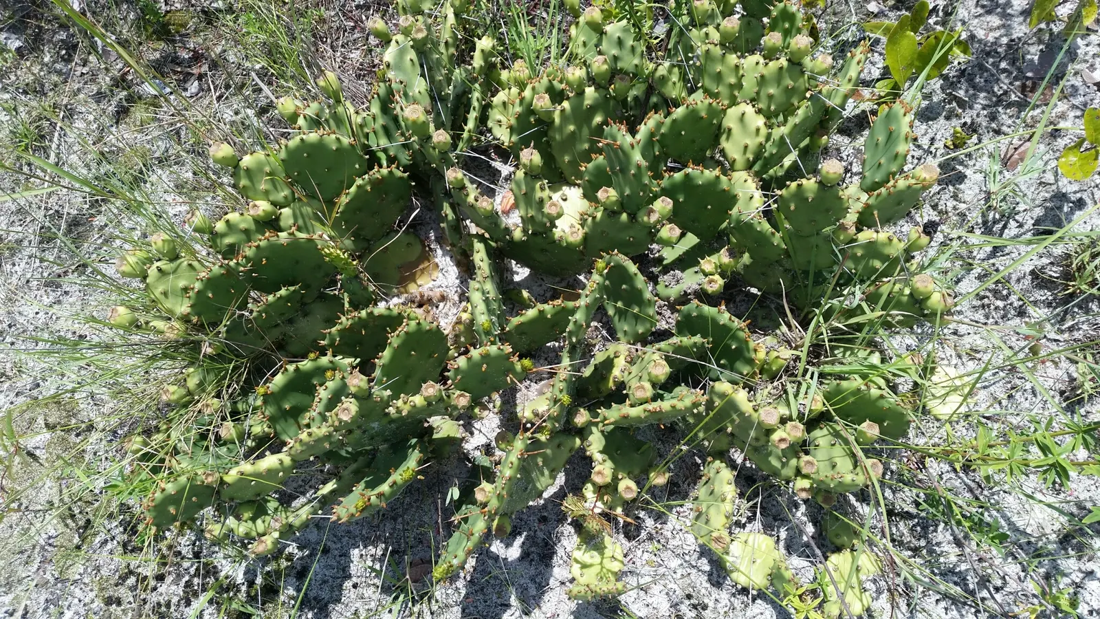 Eastern Prickly Pear (Opuntia Humifusa) — cactus / succulent with yellow blooms; thriving in USDA hardiness zones 4 through 9