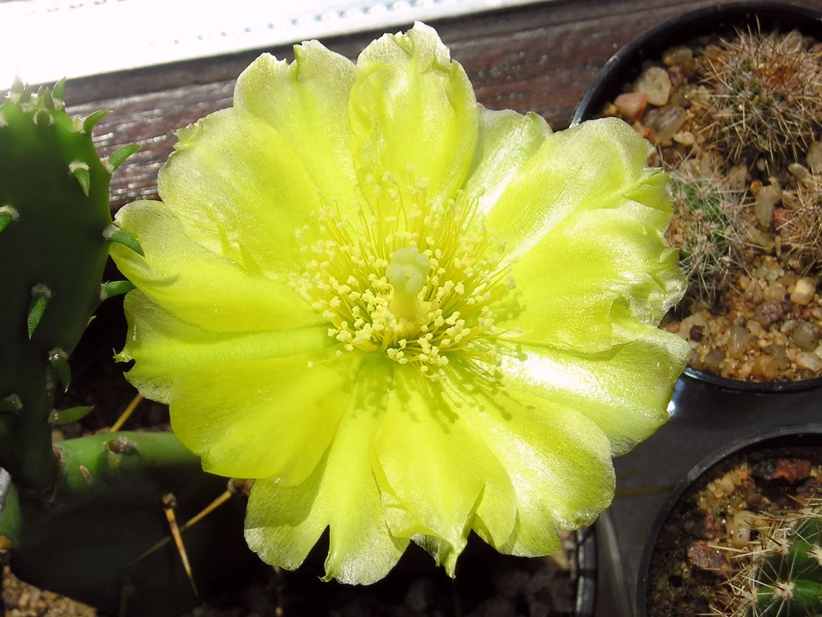 Eastern Prickly Pear (Opuntia Humifusa) — protective spines and bear vibrant yellow blooms in late spring