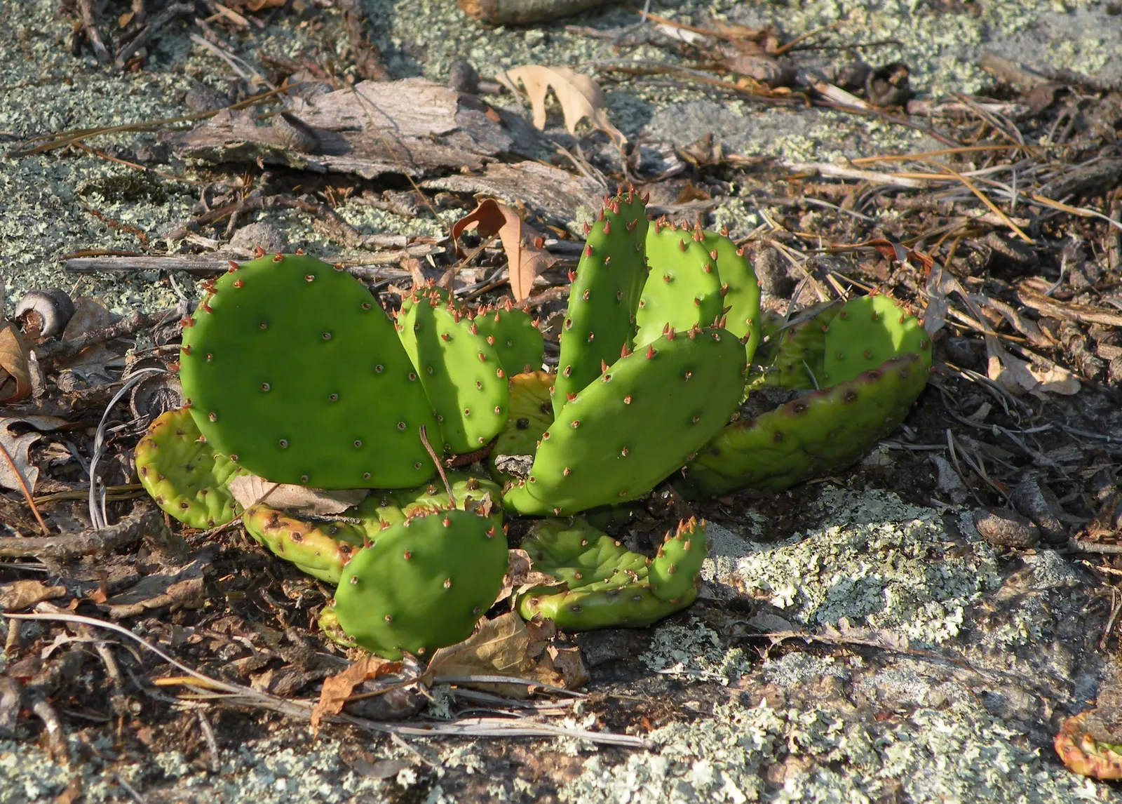 Eastern Prickly Pear (Opuntia Humifusa) — Thriving in USDA hardiness zones 4 through 9
