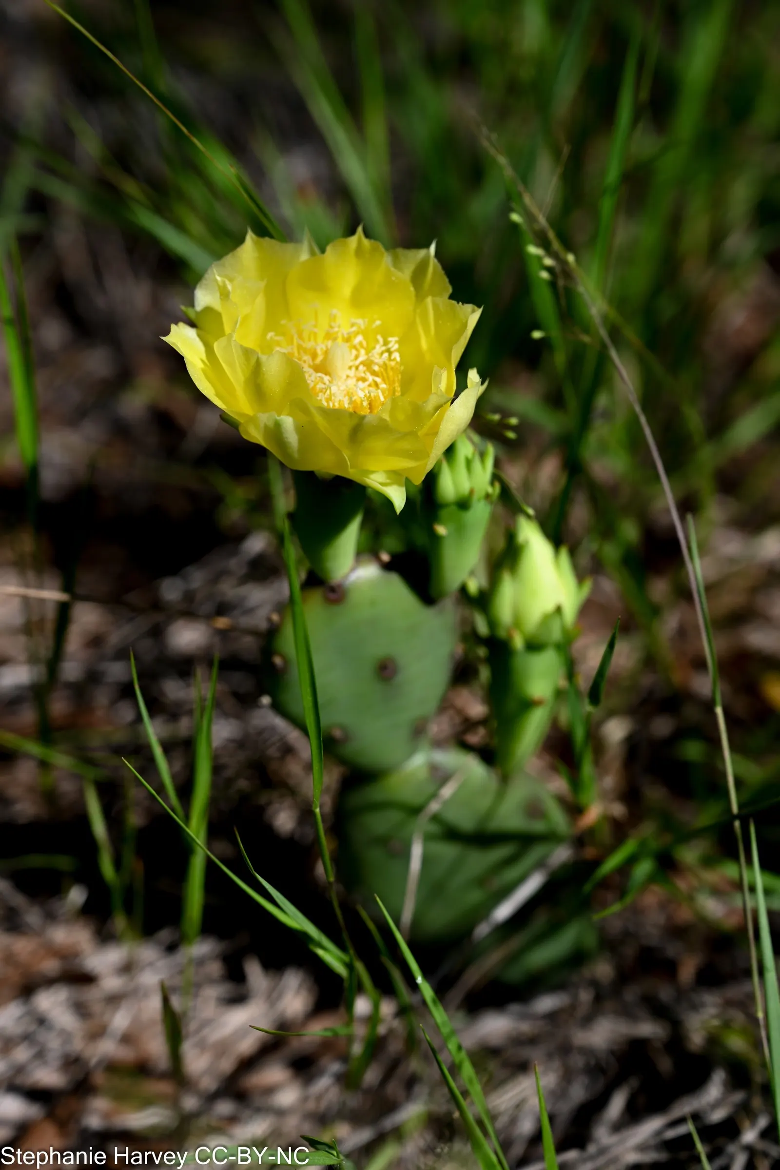 Eastern Prickly Pear (Opuntia Humifusa) — cactus / succulent with yellow blooms; thriving in USDA hardiness zones 4 through 9, image 65