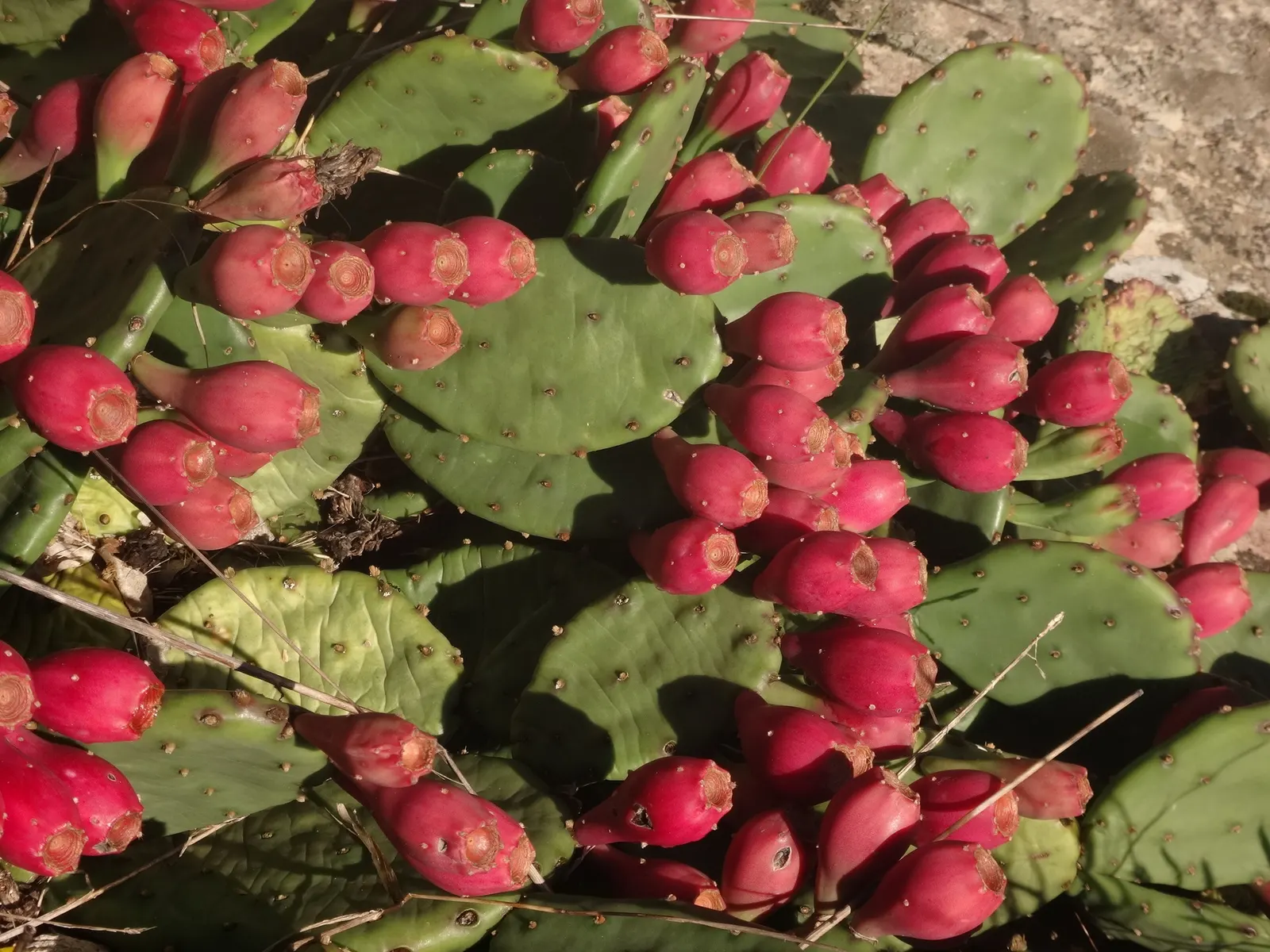 Eastern Prickly Pear (Opuntia Humifusa) — followed by edible red fruit; scientifically named Opuntia humifusa