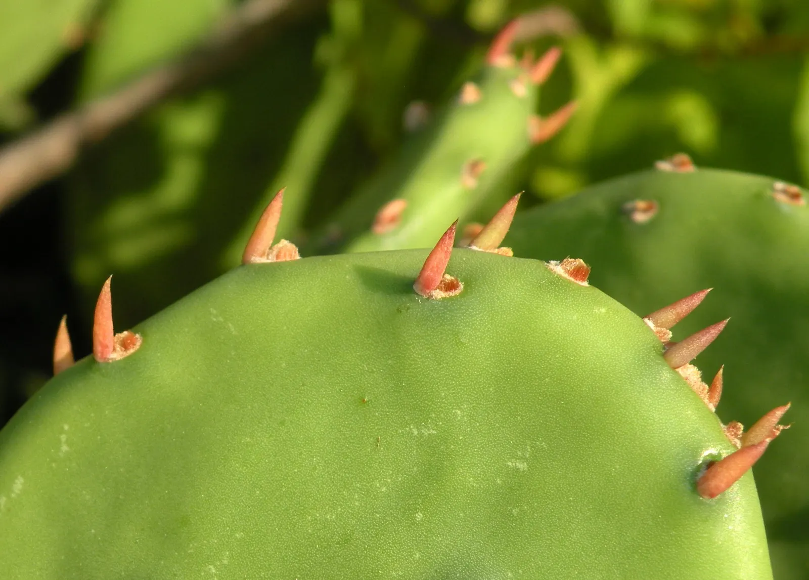 Eastern Prickly Pear (Opuntia Humifusa) — producing showy yellow flowers with red centers