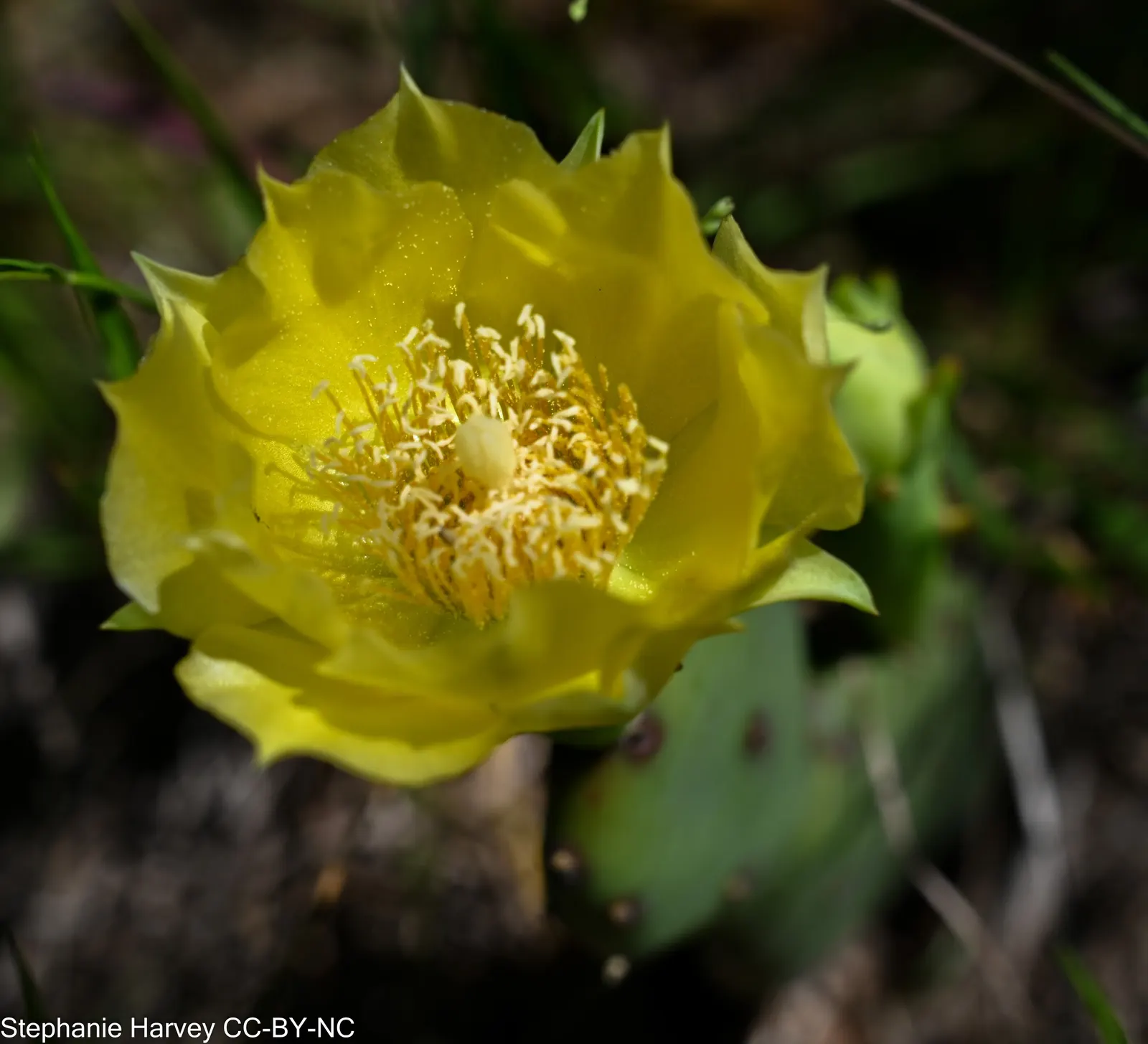 Eastern Prickly Pear (Opuntia Humifusa) — and are adorned with tufts of 1 to 2 inch long; reaching up to 18 inches in height and spreading up to 30, image 58