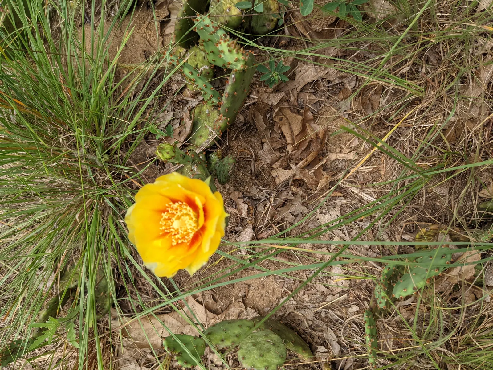 Eastern Prickly Pear (Opuntia Humifusa) — Ideal for xeriscaping and rock gardens; the Corrugated Prickly Pear