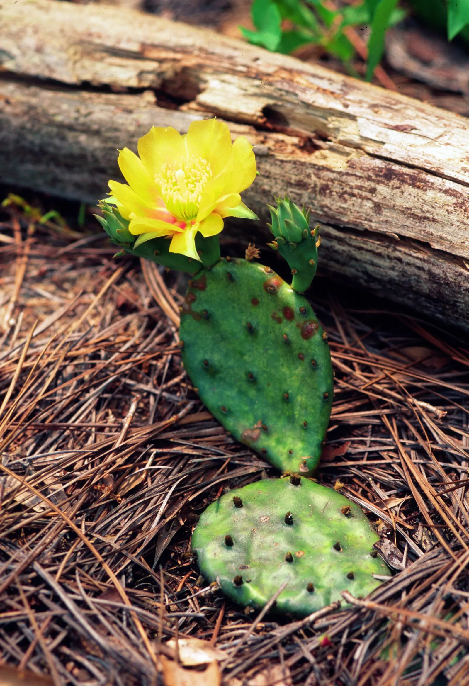 Eastern Prickly Pear (Opuntia Humifusa) — blue-green pads are covered with a pattern of raised bumps; cactus / succulent for full or half, image 79