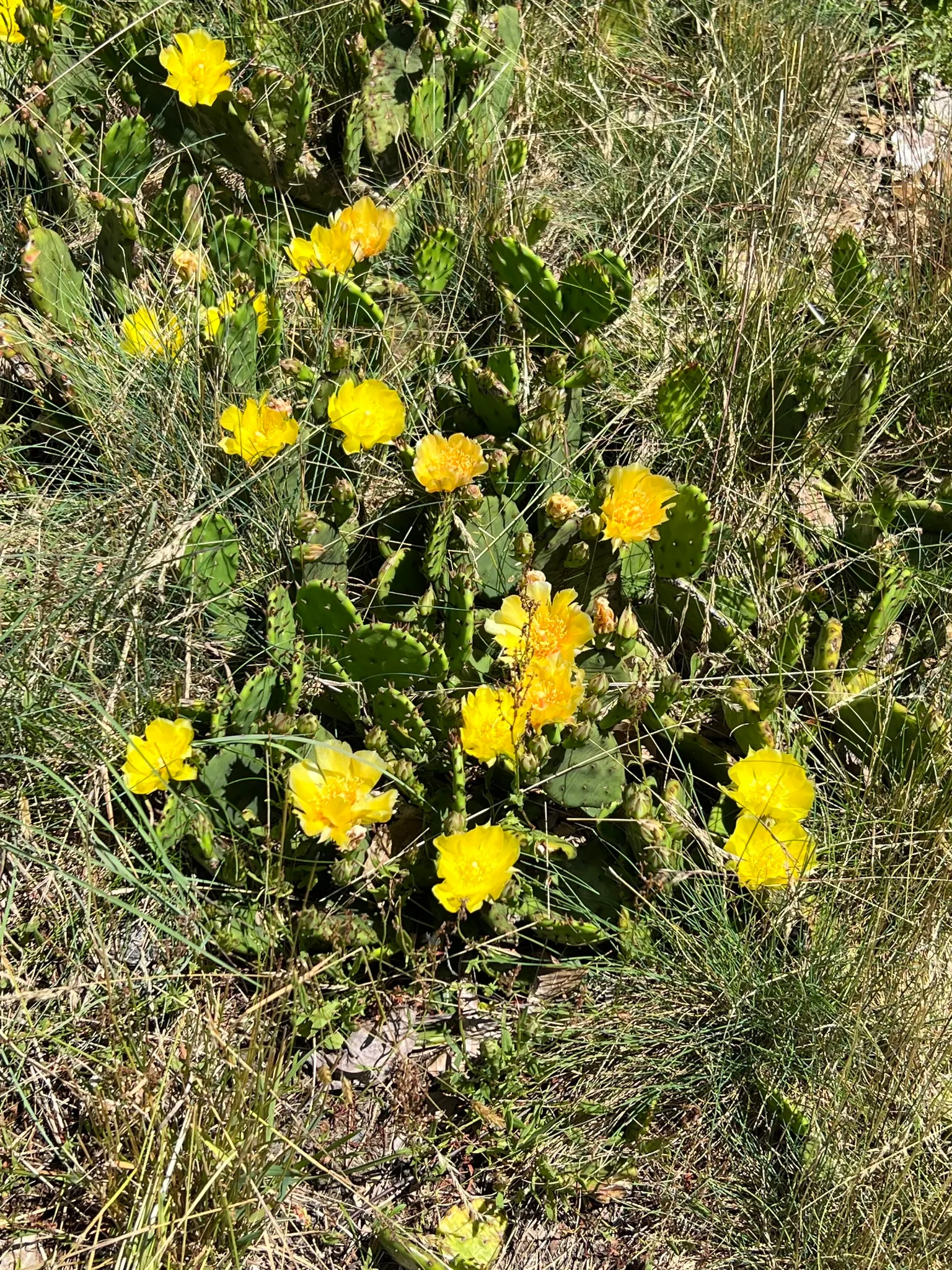 Eastern Prickly Pear (Opuntia Humifusa) — is a resilient species of cactus native to many parts of the eastern United States; ideal for xeriscaping, image 99