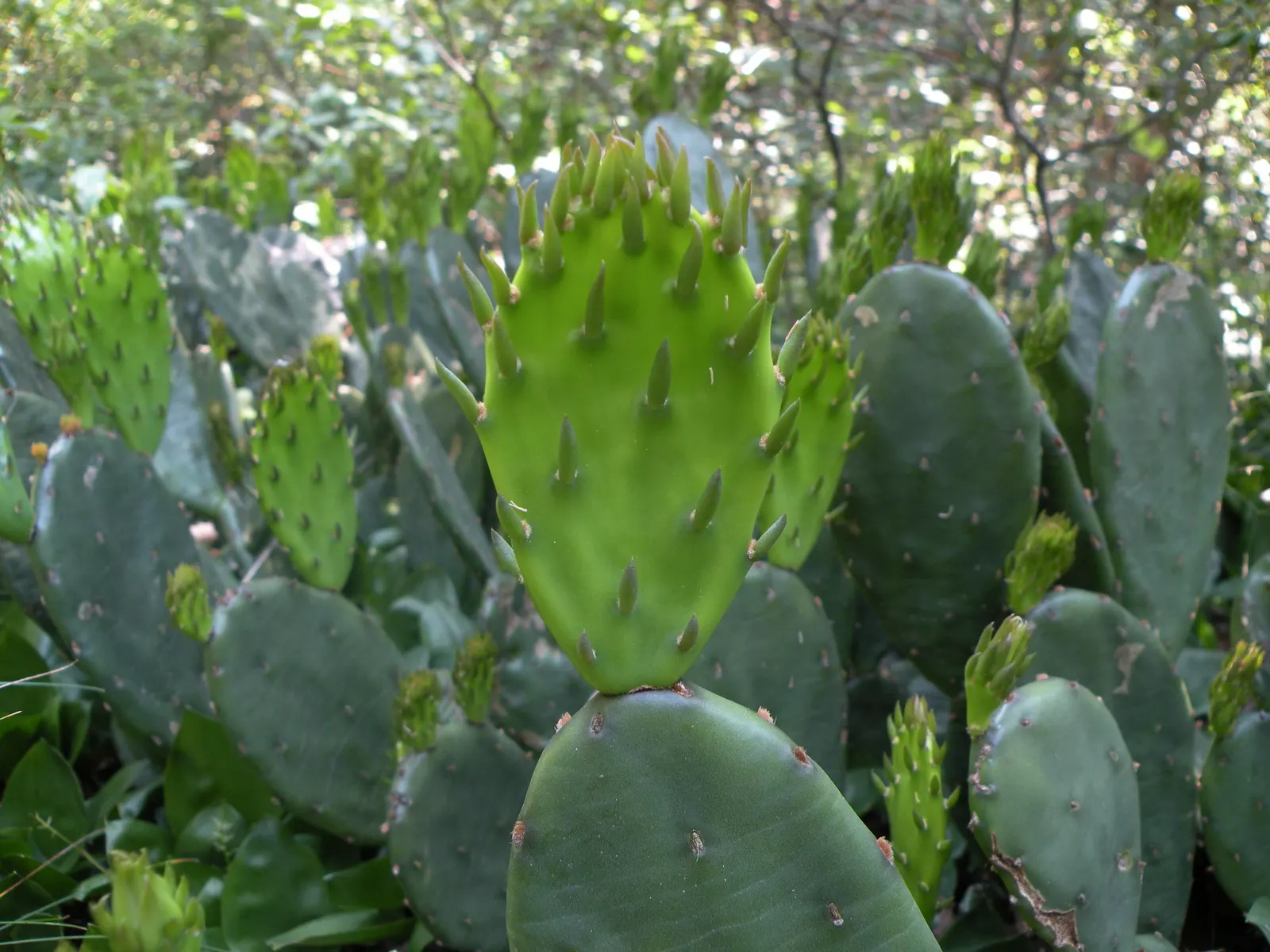 Eastern Prickly Pear (Opuntia Humifusa) — plant the Corrugated Prickly Pear in well-drained soils; this drought-tolerant plant prefers full sun and, image 83