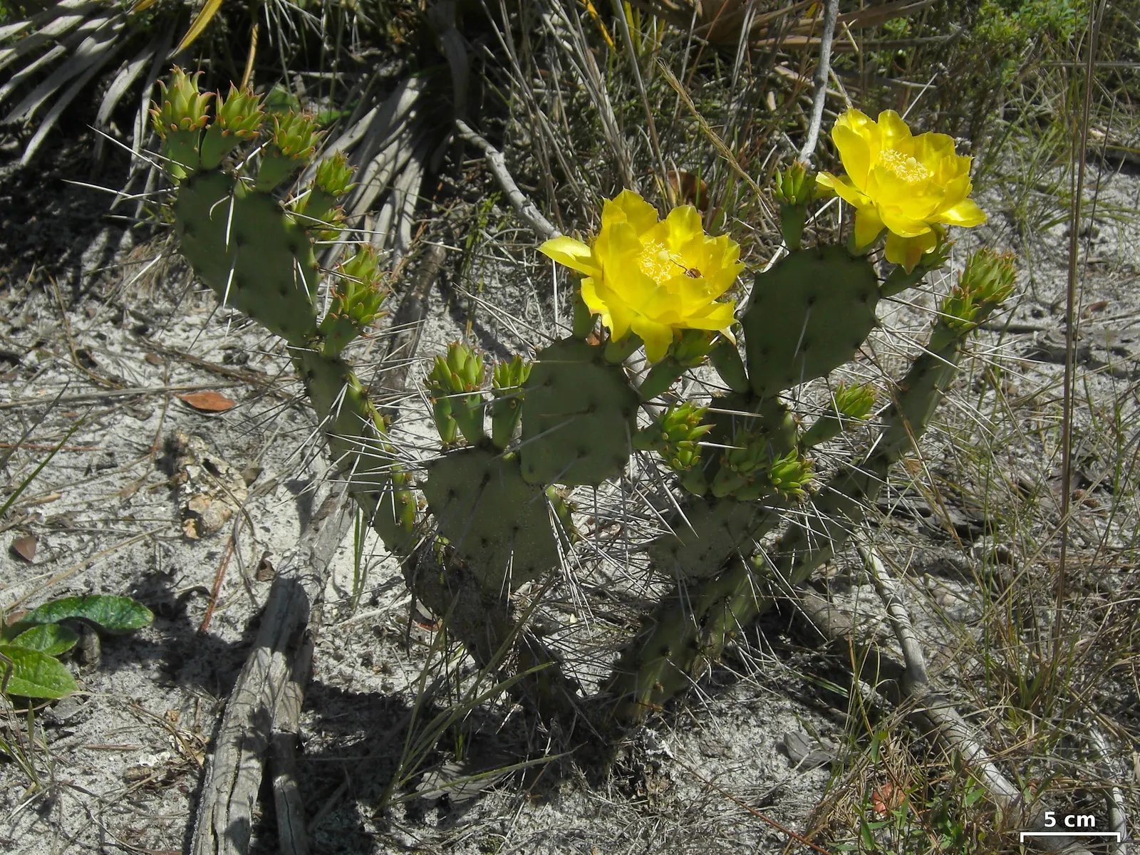 Eastern Prickly Pear (Opuntia Humifusa) — is a resilient species of cactus native to many parts of the eastern United States; ideal for xeriscaping, image 55
